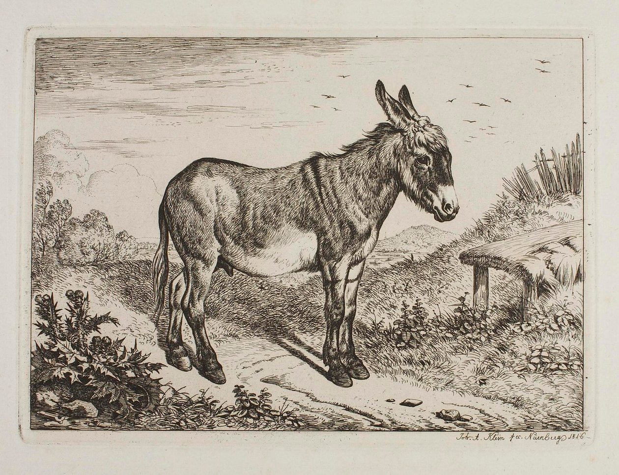 Osioł autorstwa Johann Adam Klein