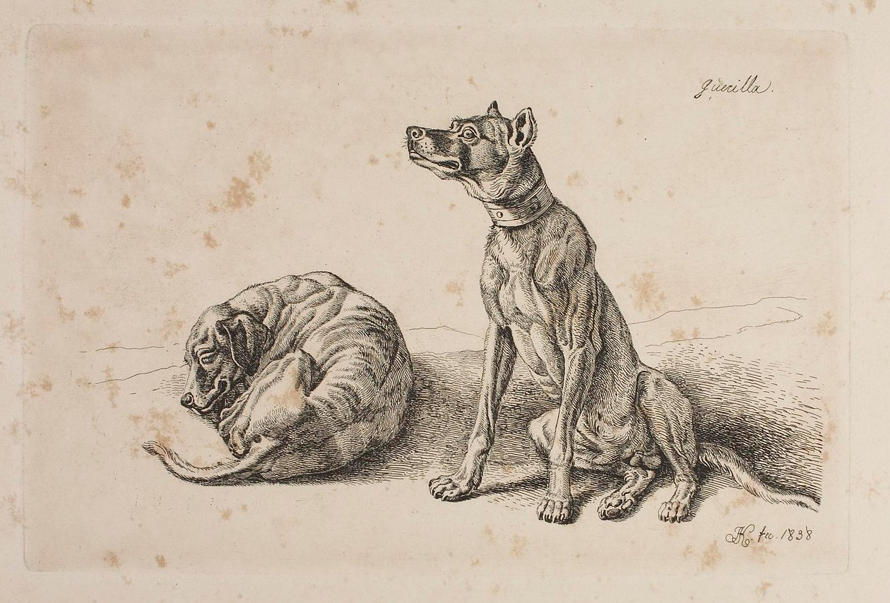 Guerilla, Dwa psy autorstwa Johann Adam Klein