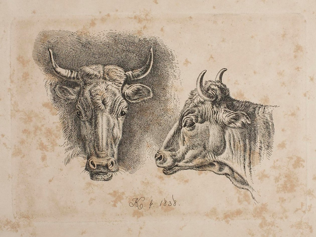 Głowy dwóch krów autorstwa Johann Adam Klein