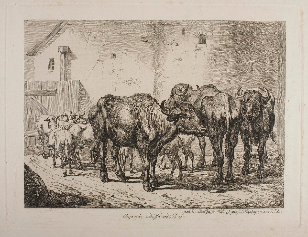Węgierskie bawoły i owce autorstwa Johann Adam Klein