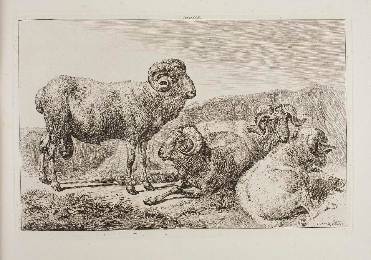 Tryki merynosy autorstwa Johann Adam Klein