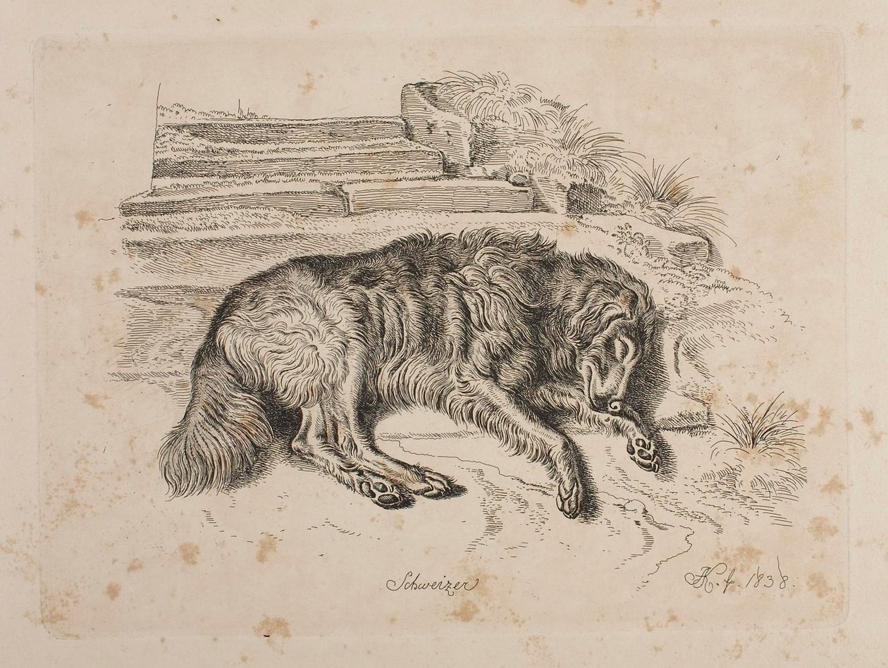 Schweizer, pies autorstwa Johann Adam Klein