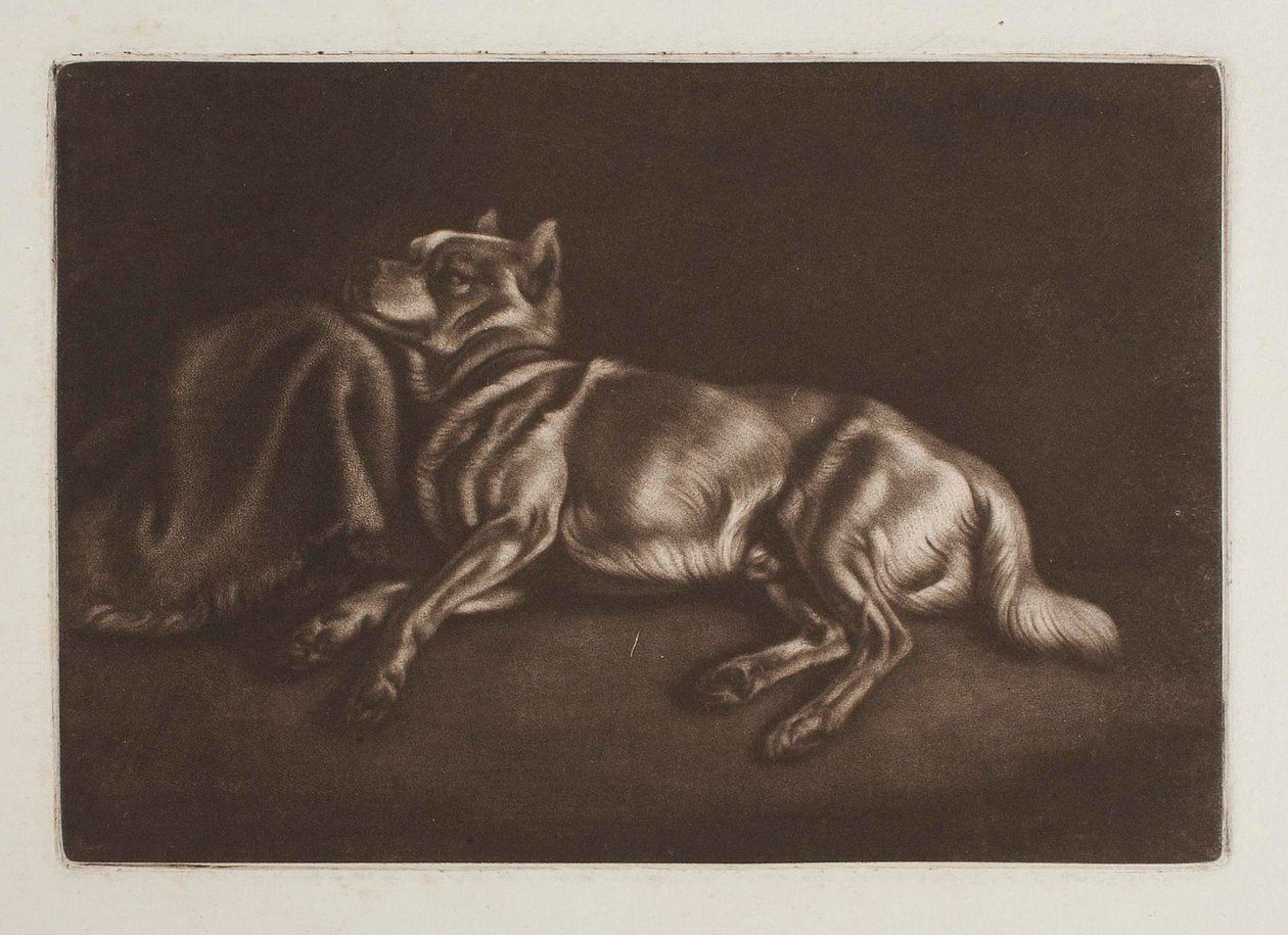 Pies typu szpic autorstwa Johann Adam Klein