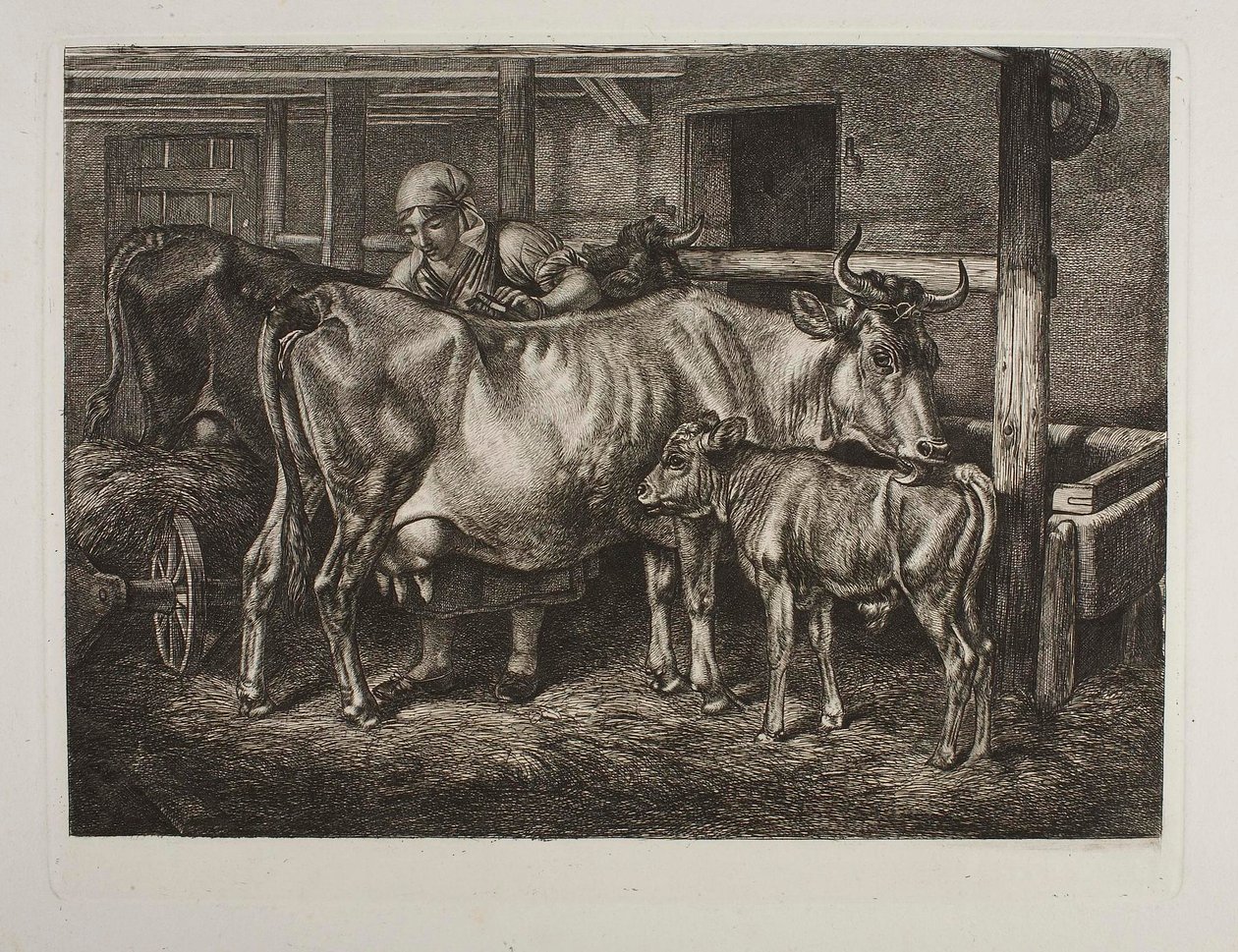 Czesane krowy autorstwa Johann Adam Klein