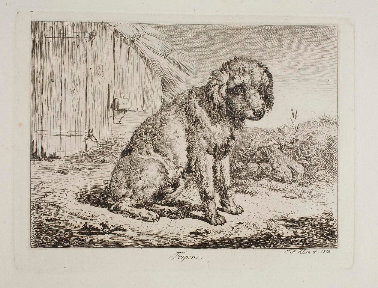 Pudel Fripon autorstwa Johann Adam Klein