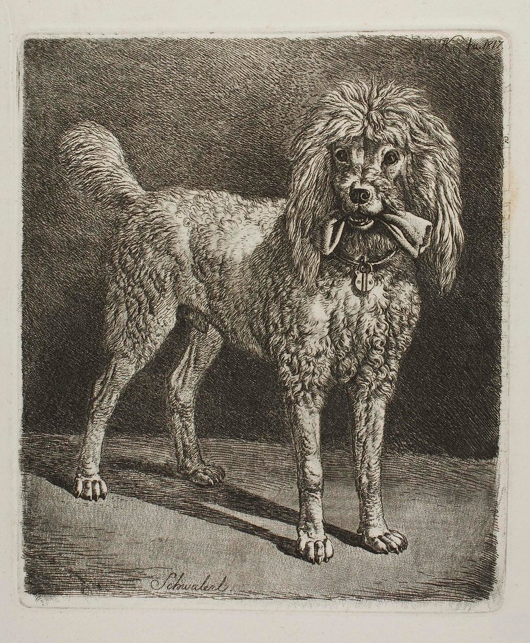 Pudel Schwalerl autorstwa Johann Adam Klein