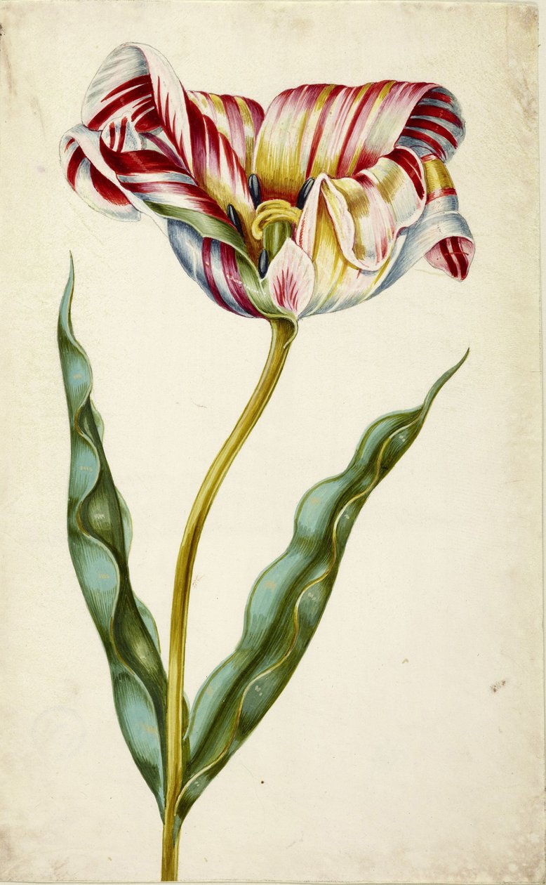 Tulipan, ok. 1660. autorstwa Johann Bartholomäus Braun
