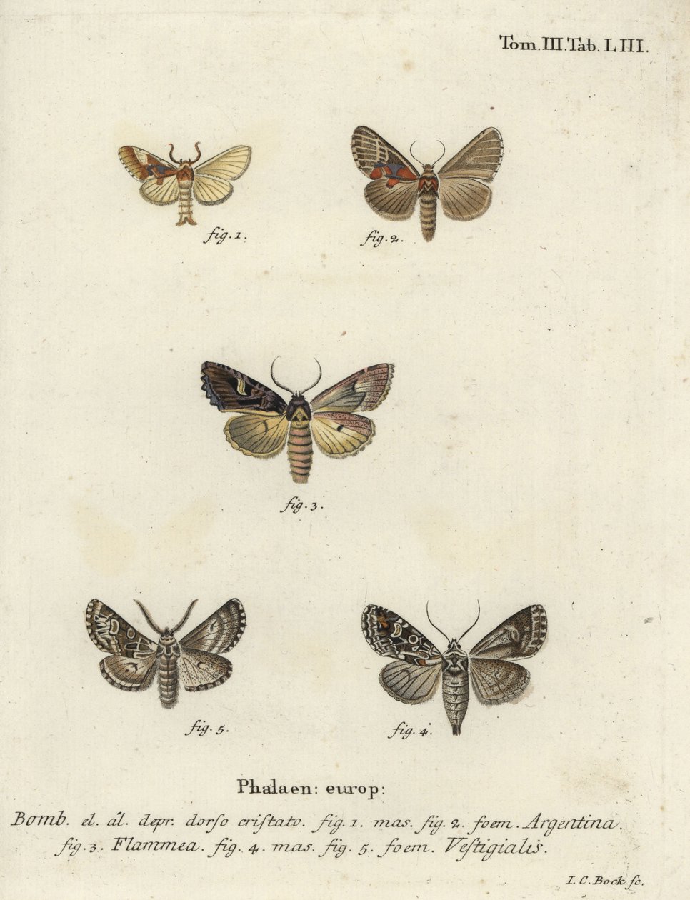 Argentyński, ognisty brokat i strzałka łucznika. autorstwa Johann Carl Bock