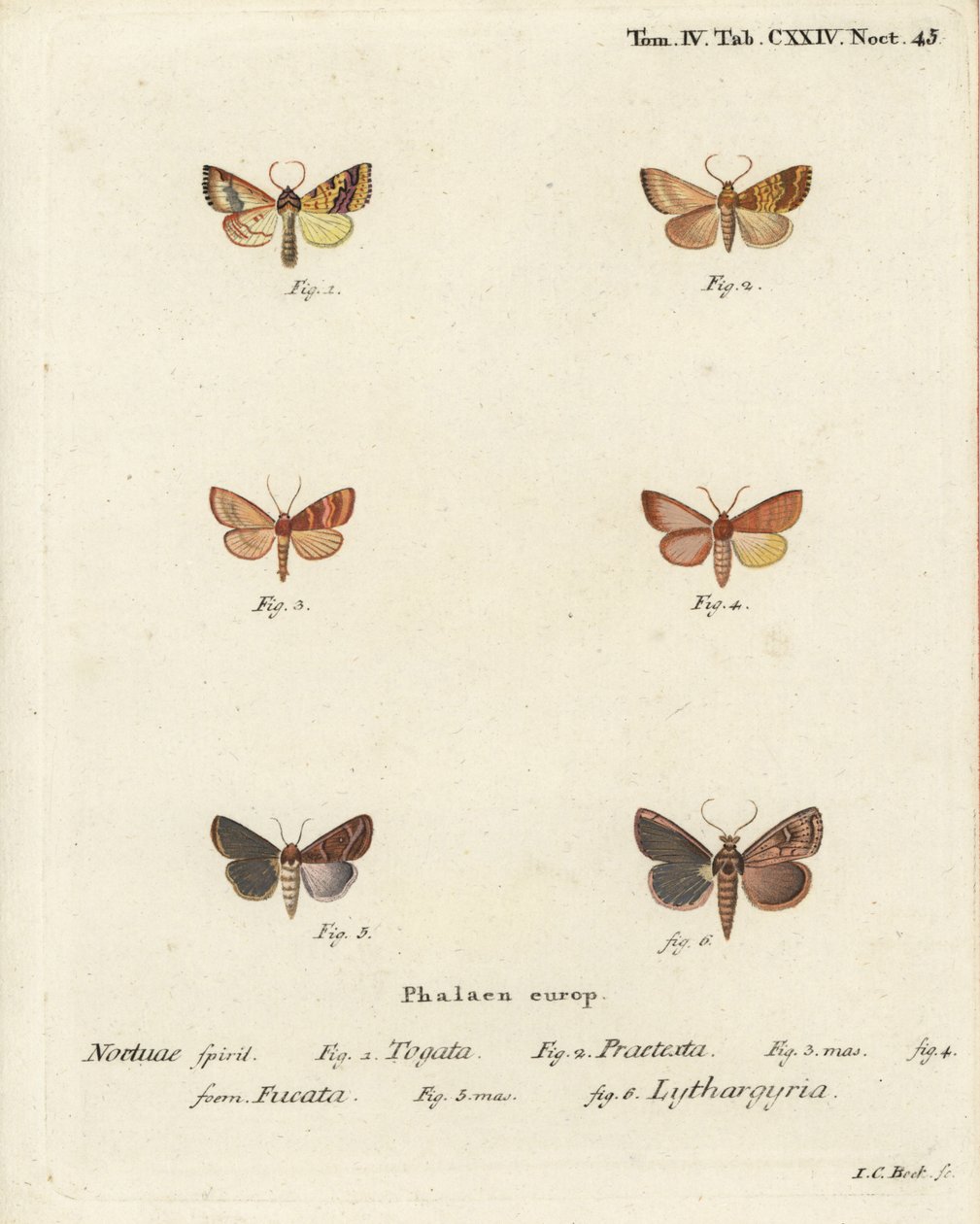 Ziemianka pospolita, Tileacea aurago 1-4 i ćma gliniana, Mythimna ferrago 5.6. Ręcznie kolorowany miedzioryt autorstwa Johanna Carla Bocka wg Eugeniusa Johanna Christopha Espera Motyle w obrazach z natury, Erlangen autorstwa Johann Carl Bock