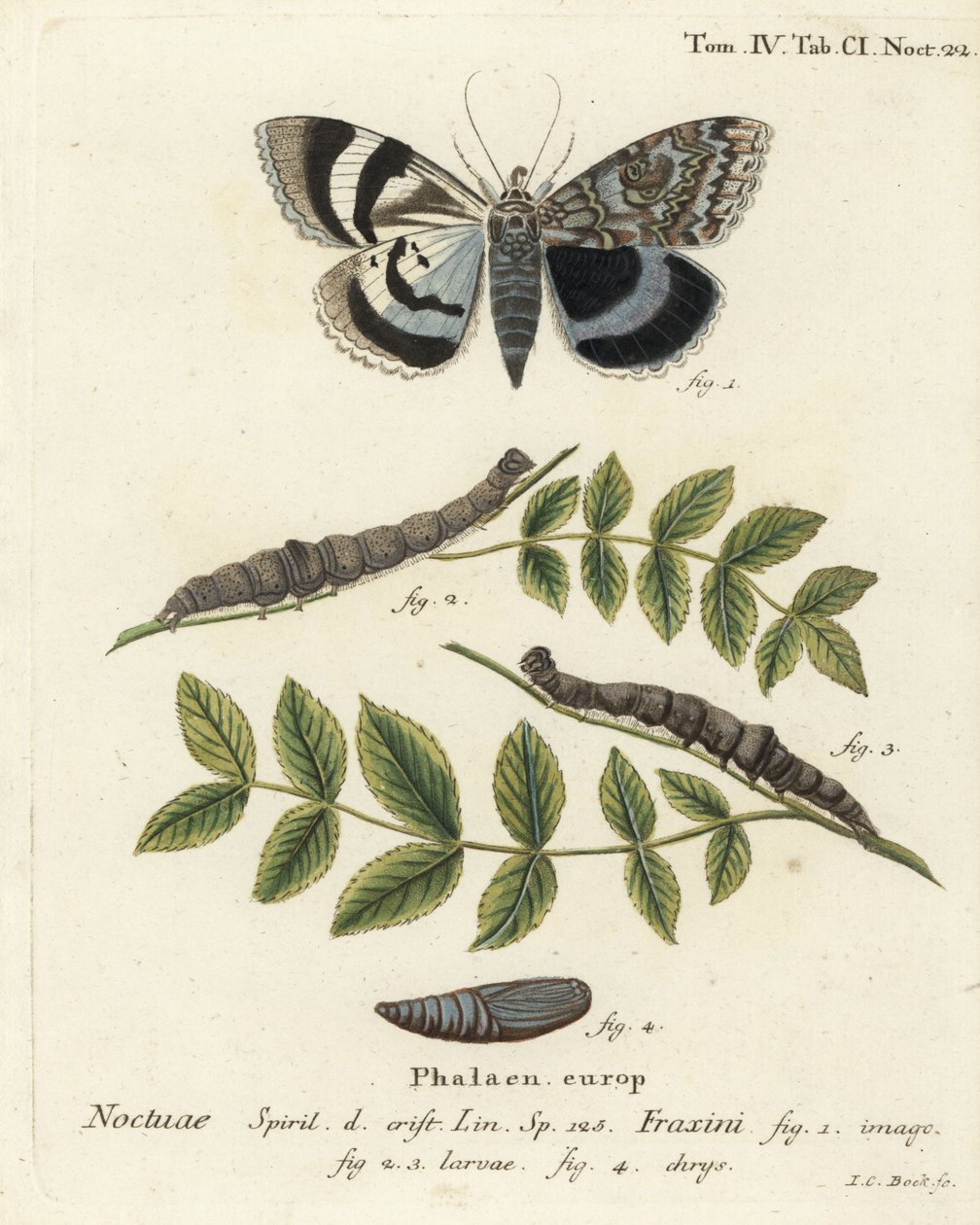 Niebieska ćma podskrzydłowa lub Clifden nonpareil, Catocala fraxini. Ręcznie barwiony miedzioryt Johanna Carla Bocka wg Eugeniusa Johanna Christopha Espera Motyle w ilustracjach z natury, Erlangen autorstwa Johann Carl Bock