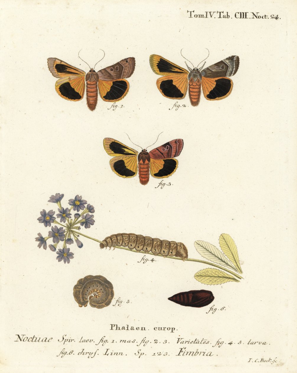 Szeroko obramowane żółte podskrzydło, Noctua fimbriata. Ręcznie barwiony miedzioryt Johanna Carla Bocka wg Eugeniusa Johanna Christopha Espera Motyle w ilustracjach z natury, Erlangen autorstwa Johann Carl Bock