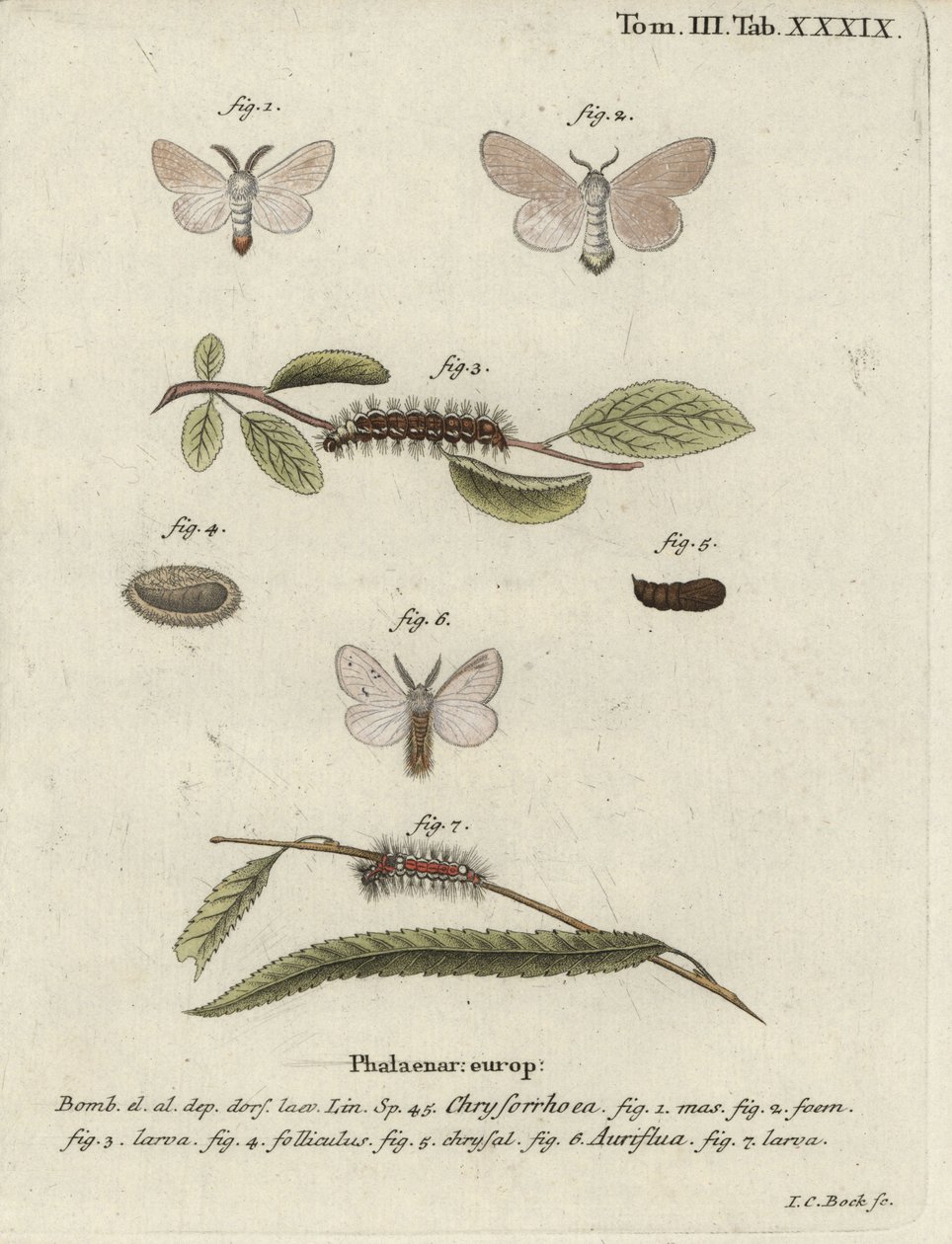 Ćma brunatna, Euproctis chrysorrhoea. autorstwa Johann Carl Bock