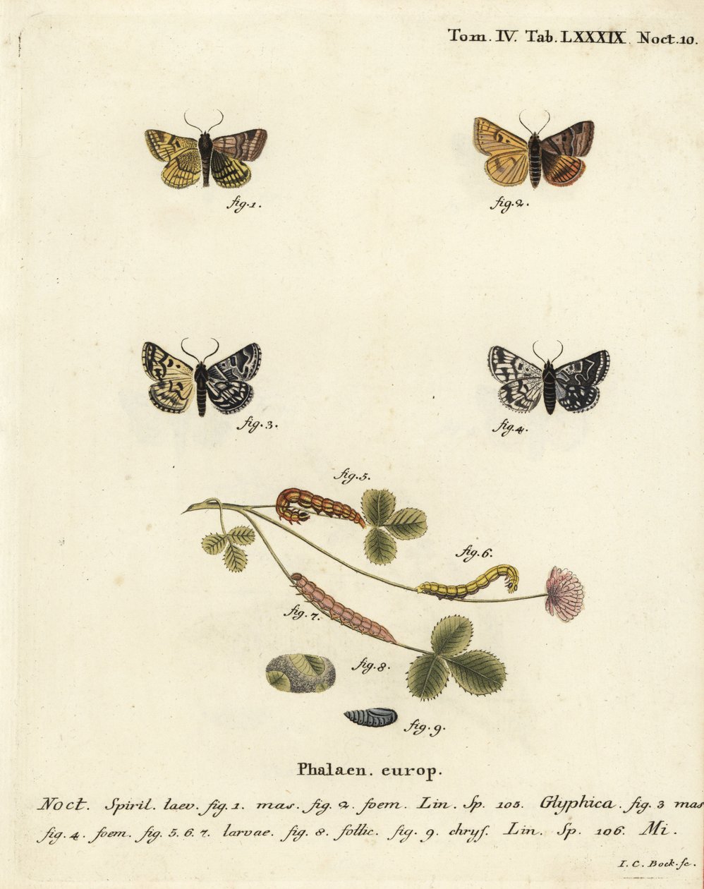Ćma towarzysząca Burnet, Euclidia glyphica 1,2 i ćma Mother Shipton, Euclidia mi, 3-9. Ręcznie barwiony miedzioryt Johanna Carla Bocka wg Eugeniusa Johanna Christopha Espera Motyle w ilustracjach z natury, Erlangen autorstwa Johann Carl Bock
