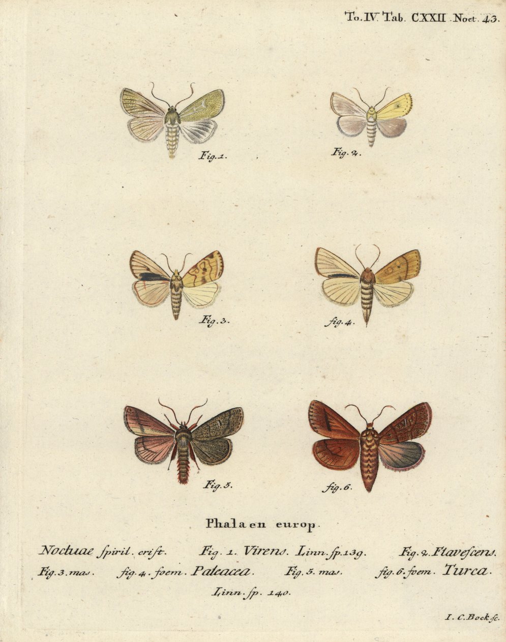 Burren zielony, Calamia tridens 1, ziemisty, Xanthia icteritia 2, ziemisty prążkowany, Enargia paleacea 3,4 i podwójna linia, Mythimna turca 5,6. Ręcznie barwiony miedzioryt autorstwa Johanna Carla Bocka wg Die Schmetterlinge Eugeniusa Johanna Christopha E autorstwa Johann Carl Bock