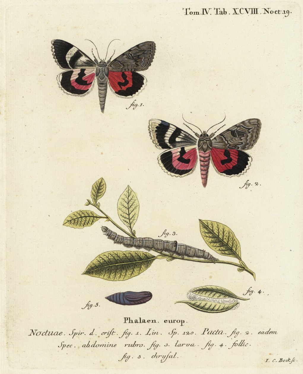 Ćma Catocala pacta. Ręcznie barwiony miedzioryt Johanna Carla Bocka wg Eugeniusa Johanna Christopha Espera Motyle w ilustracjach z natury, Erlangen autorstwa Johann Carl Bock