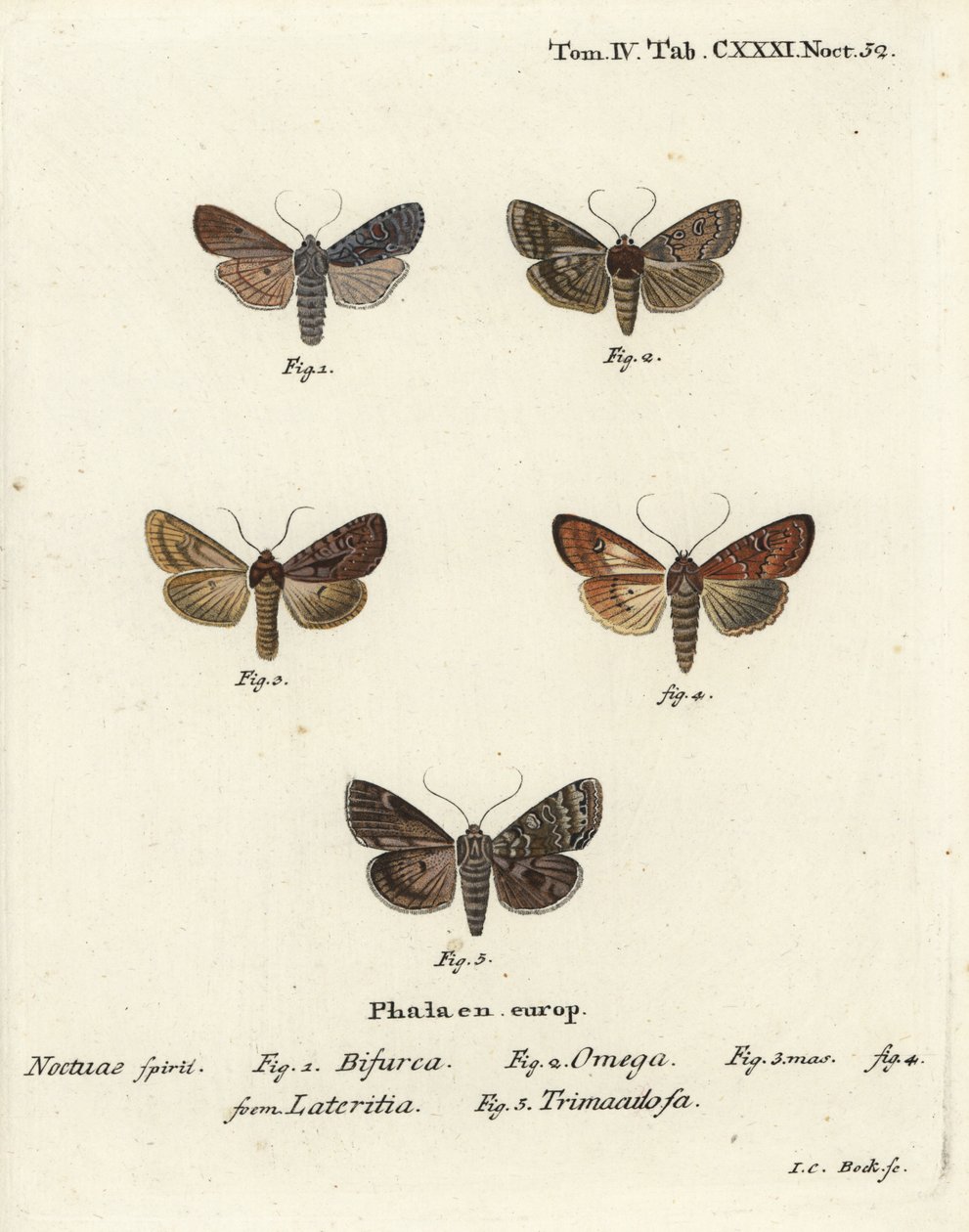 Konformista, Litophane furcifera 1, podwójna strzałka, Graphiphora augur 2, rzadko pręgowana, Apamea lateritia 3,4 i srebrne łuki, Polia hepatica 5. autorstwa Johann Carl Bock