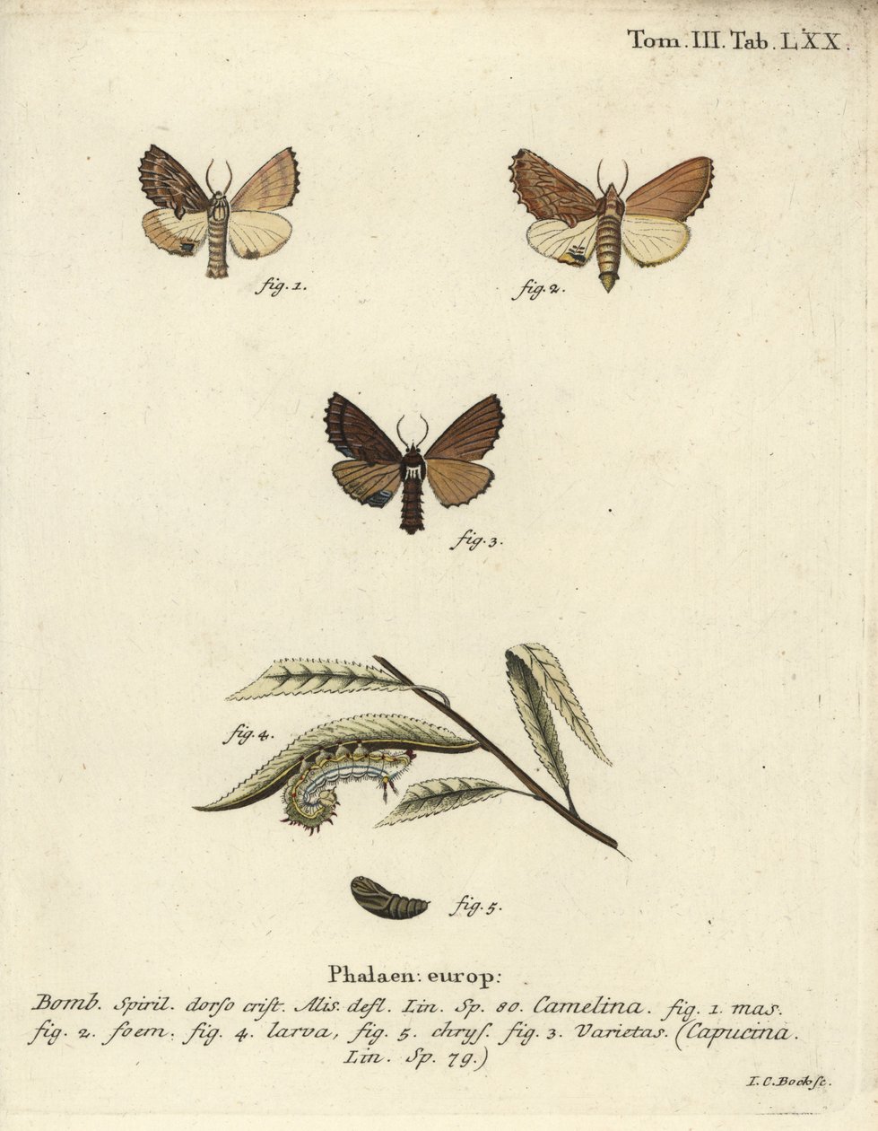 Wystający Coxcomb, Ptilodon capucinus. autorstwa Johann Carl Bock