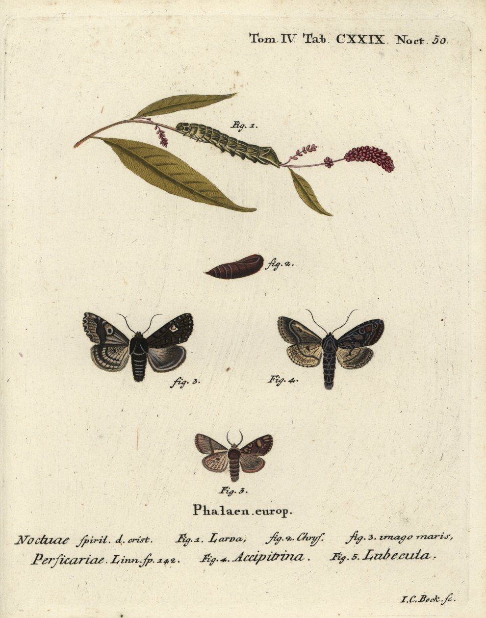 Dot, Melanchra persicariae 1-4 i Dryobota labecula 5. Ręcznie barwiony miedzioryt autorstwa Johanna Carla Bocka wg Motyle na obrazach z natury Eugeniusa Johanna Christopha Espera, Erlangen autorstwa Johann Carl Bock
