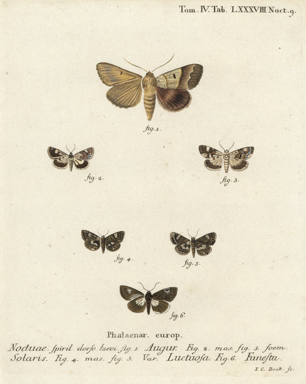 Podwójna strzałka lub wróżbita, Graphiphora augur 1, blade ramię, Acontia lucida 2.3, ćma czterokropka, Tyta luctuosa 4,5 i ćma druidzka, Aedia funesta 6. Ręcznie barwiony miedzioryt autorstwa Johanna Carla Bocka według Die Sch Eugeniusa Johanna Christopha autorstwa Johann Carl Bock