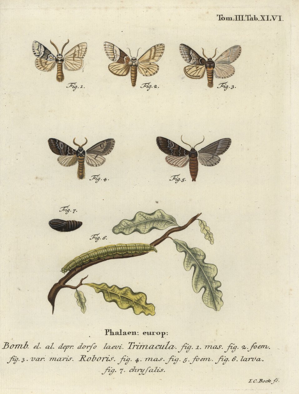 Ćma Drymonia dodonaea. autorstwa Johann Carl Bock