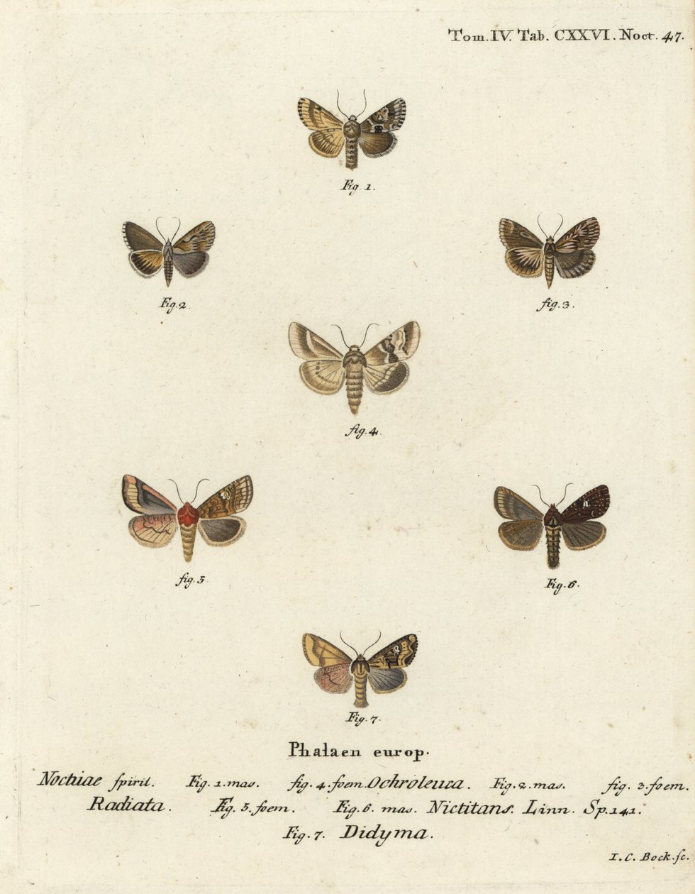 Sallow, Eremobia ochroleuca 1,4, Cynaeda dentalis 2,3, ćma kłosa, Amphipoea oculea 5,6 i pospolita Mesapamea secalis 7. Ręcznie barwiony miedzioryt autorstwa Johanna Carla Bocka według Die Schmetterlinge Eugeniusa Johanna Christopha Espera w Abbild autorstwa Johann Carl Bock