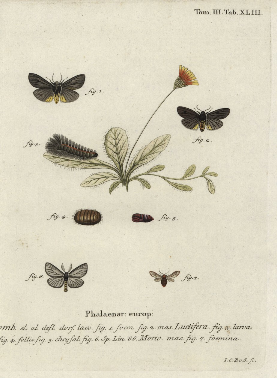 Ćmy Epatolmis caesarea i Penthophera morio. autorstwa Johann Carl Bock