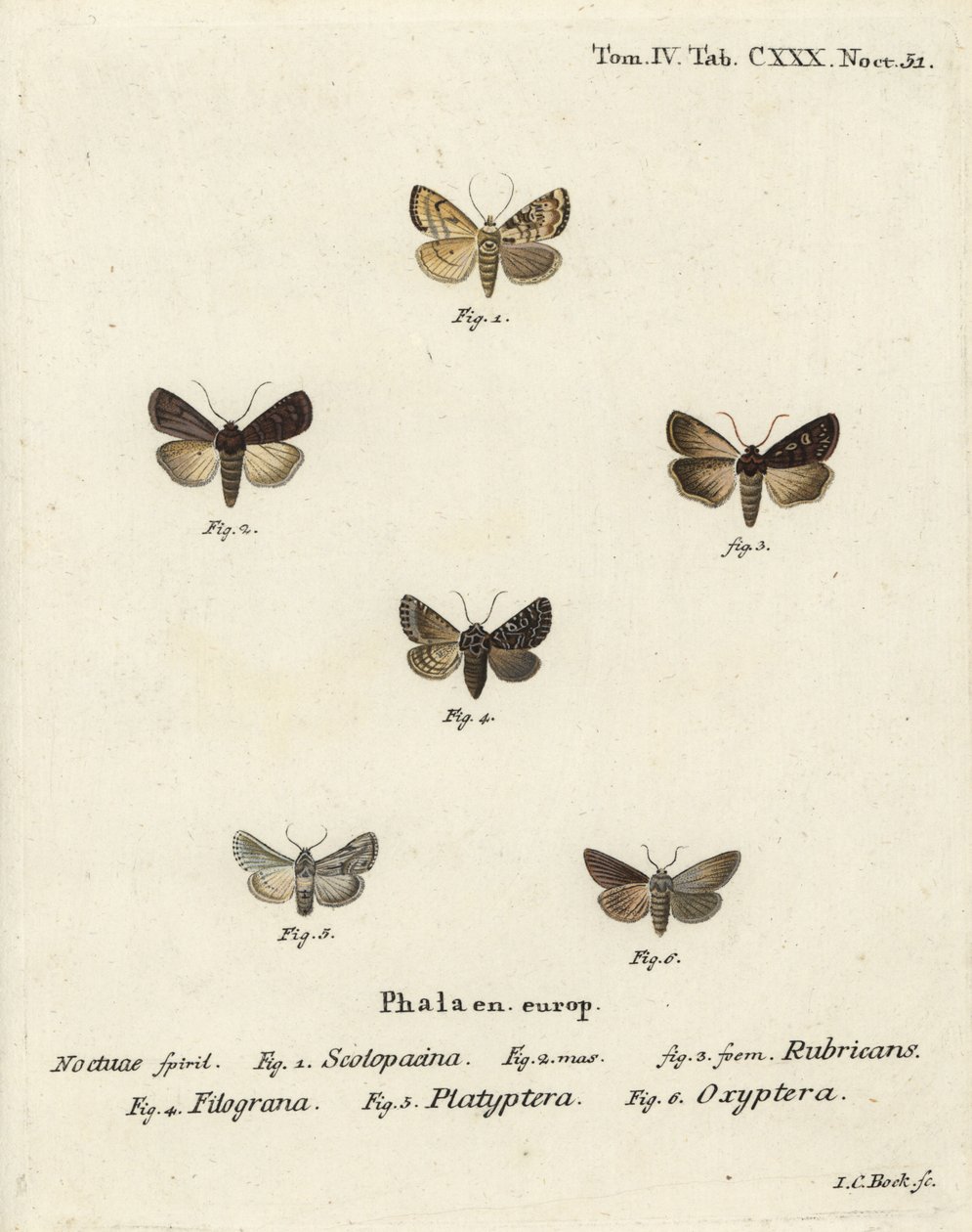 Strzałka ogrodowa, Euxoa nigricans 1-3, Hadena filograna 4, brokat antyrrhinum, Calophasia platyptera 5, Simyra nervosa 6. Ręcznie barwiony miedzioryt Johanna Carla Bocka wg Eugeniusa Johanna Christopha Espera Motyle na ilustracjach wg. autorstwa Johann Carl Bock