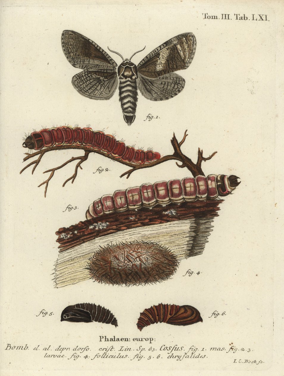 Kozia Ćma, Kozia Ćma. autorstwa Johann Carl Bock