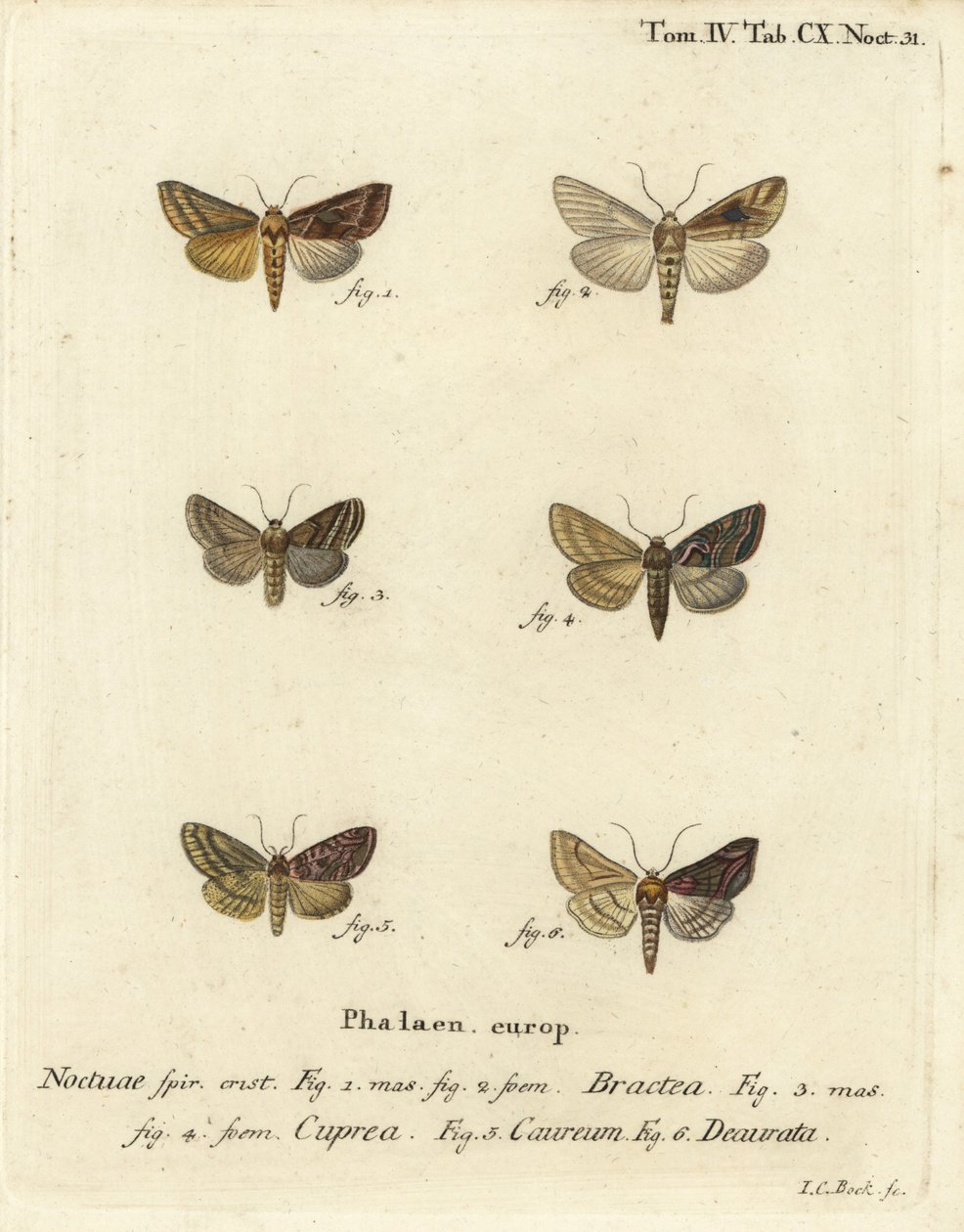 Złota ceka, Autographa bractea 1,2, Euchalcia modestoides 3,4, Lamprotes c-aureum 5 i Panchrysia deaurata 6. Ręcznie barwiony miedzioryt Johanna Carla Bocka wg Eugeniusa Johanna Christopha Espera Motyle w ilustracjach z natury autorstwa Johann Carl Bock