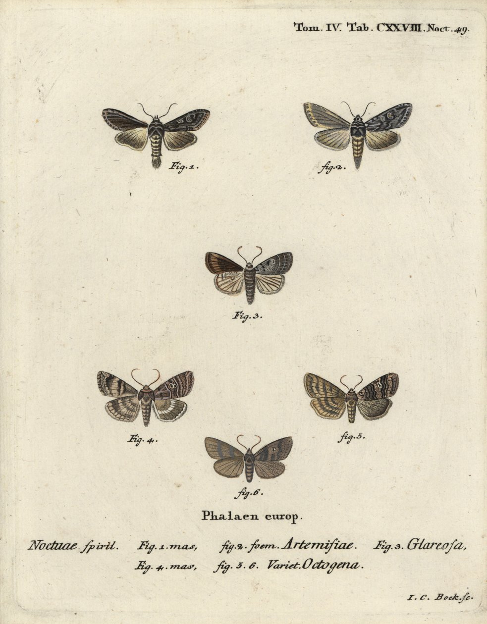 Rekin srebrzysty zielony, Cucullia argentea 1,2, jesienny rustykalny, Eugnorisma glareosa 4, postać osiemdziesięciu, Tethea ocularis 4-6. Ręcznie barwiony miedzioryt Johanna Carla Bocka wg Die Schmetterlinge Eugeniusa Johanna Christopha Espera w Abbildun autorstwa Johann Carl Bock