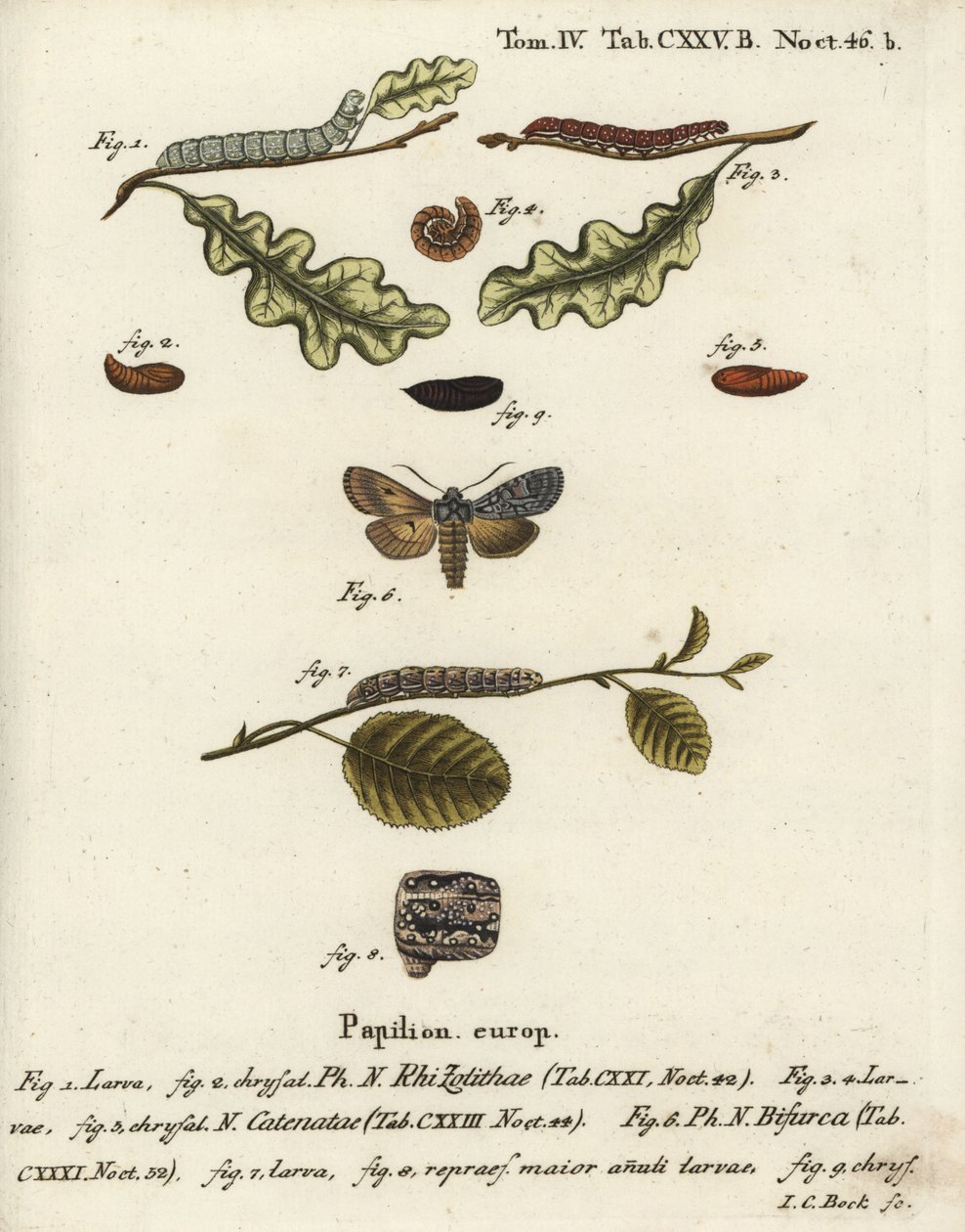Węzeł barkowy szary, Lithophane ornitopus 1,2, kasztan marszczony, Agrochola helvola 3-5, konformista, Lithophane furcifera 6-9. Ręcznie barwiony miedzioryt Johanna Carla Bocka wg Die Schmetterlinge Eugeniusa Johanna Christopha Espera w Abbildungen n autorstwa Johann Carl Bock