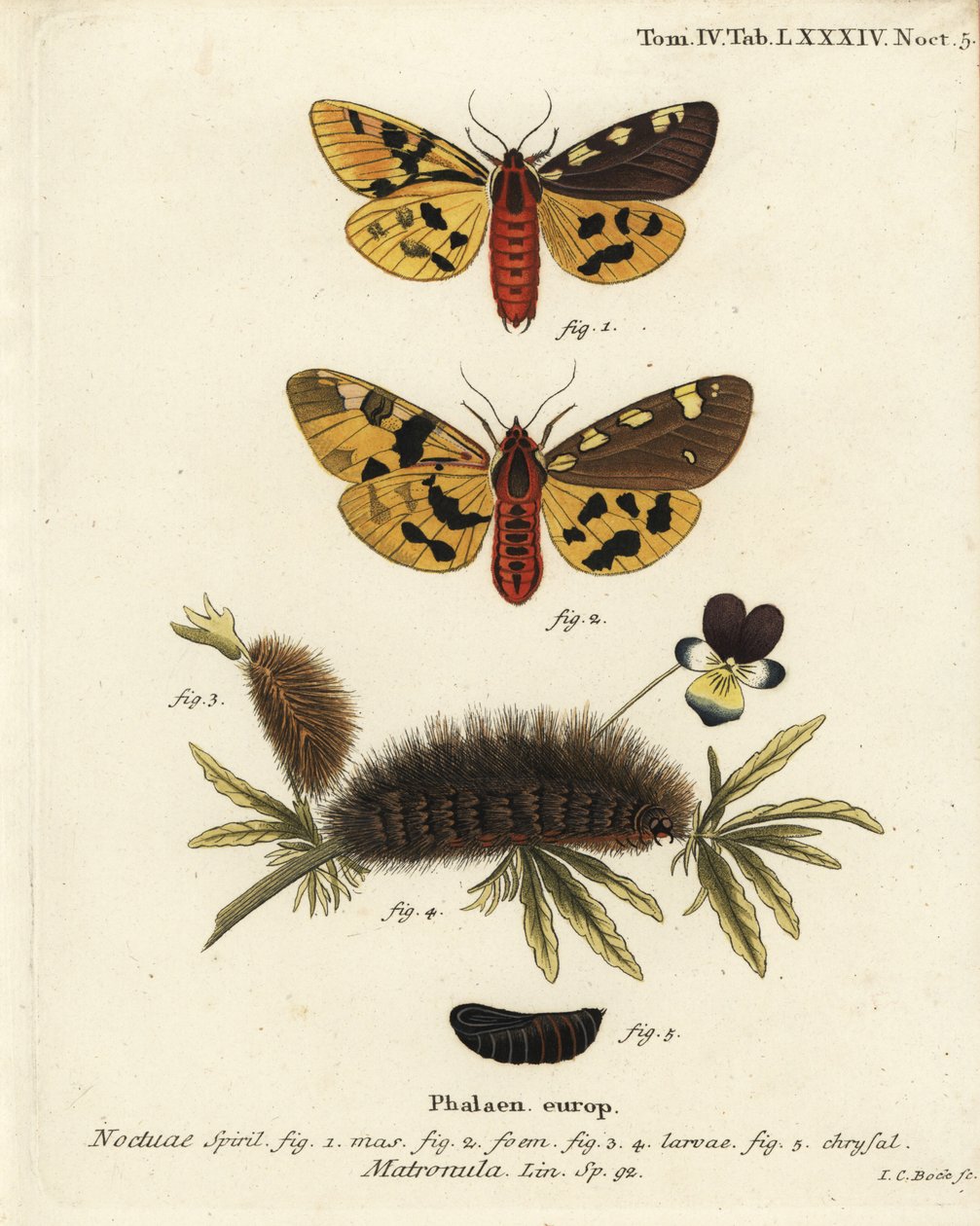 Duża ćma tygrysia, samiec i samica, Pericallia matronula. Ręcznie barwiony miedzioryt Johanna Carla Bocka wg Eugeniusa Johanna Christopha Espera Motyle w ilustracjach z natury, Erlangen autorstwa Johann Carl Bock