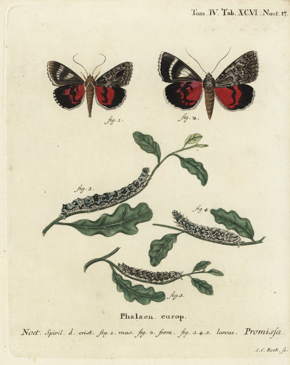 Jasnopurpurowa ćma podskrzydłowa, Catocala promissa. Ręcznie barwiony miedzioryt Johanna Carla Bocka wg Eugeniusa Johanna Christopha Espera Motyle w ilustracjach z natury, Erlangen autorstwa Johann Carl Bock