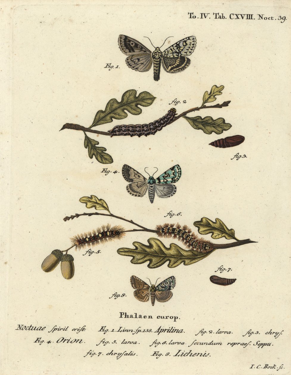 Merveille du jour, Dichonia aprilina 1-4, rzadkie merveille du jour, Moma alpium 5-7 i marmurkowa zieleń, Cryphia muralis 8. Ręcznie barwiony miedzioryt Johanna Carla Bocka wg Eugeniusa Johanna Christopha Espera Motyle na ilustracjach autorstwa Johann Carl Bock
