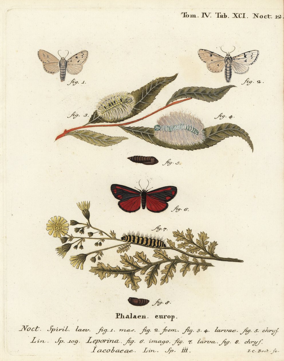ćma Miller, Acronicta leporina 1-5 i ćma cynober, Tyria jacobaeae 6-8. Ręcznie barwiony miedzioryt Johanna Carla Bocka wg Eugeniusa Johanna Christopha Espera Motyle w ilustracjach z natury, Erlangen autorstwa Johann Carl Bock