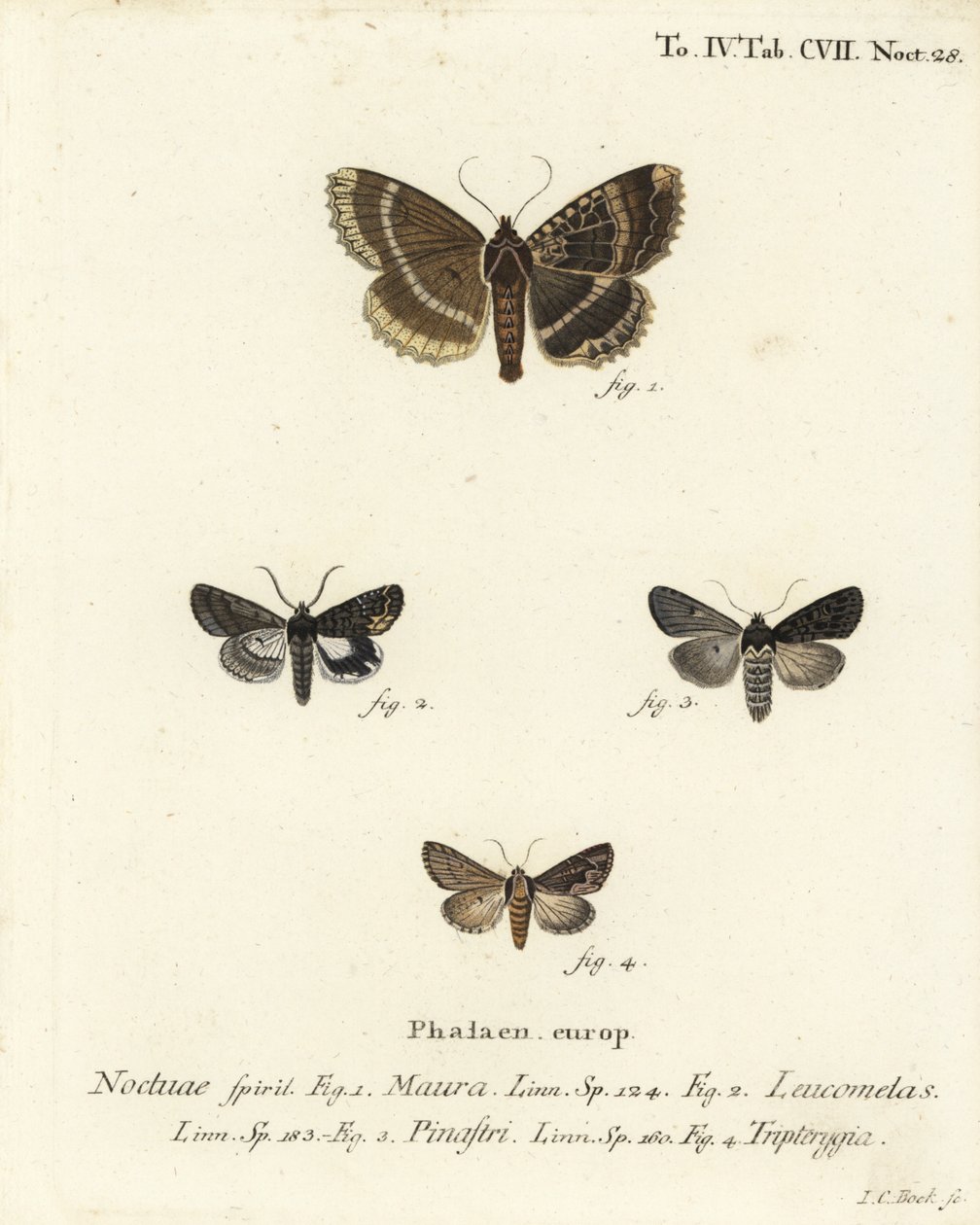 Staruszka lub czarne podskrzydłe, Mormo maura 1, alchemia wschodnia, Aedia leucomelas 2 i Dypterygia scabriuscula 3,4. Ręcznie barwiony miedzioryt Johanna Carla Bocka wg Eugeniusza Johanna Christopha Espera Motyle w ilustracjach wg Na autorstwa Johann Carl Bock