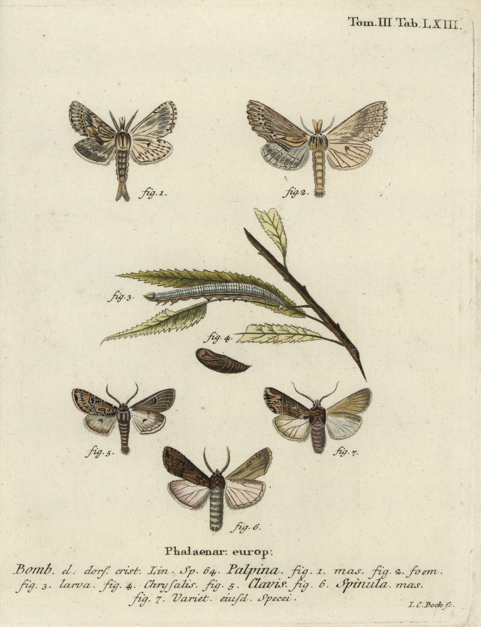 Blady wydatny, serce i maczuga, i ciemna trawa miecza, autorstwa Johann Carl Bock