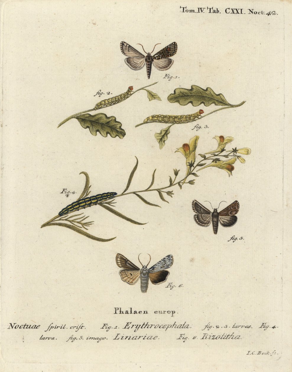 Kasztan rudy, Conistra erythrocephala 1-4, brokat toadflax, Calophasia lunula 5 i szary węzeł barkowy, Lithophane ornitopus 6. Ręcznie barwiony miedzioryt Johanna Carla Bocka według Die Schmetterlinge Eugeniusa Johanna Christopha Espera w Abb autorstwa Johann Carl Bock
