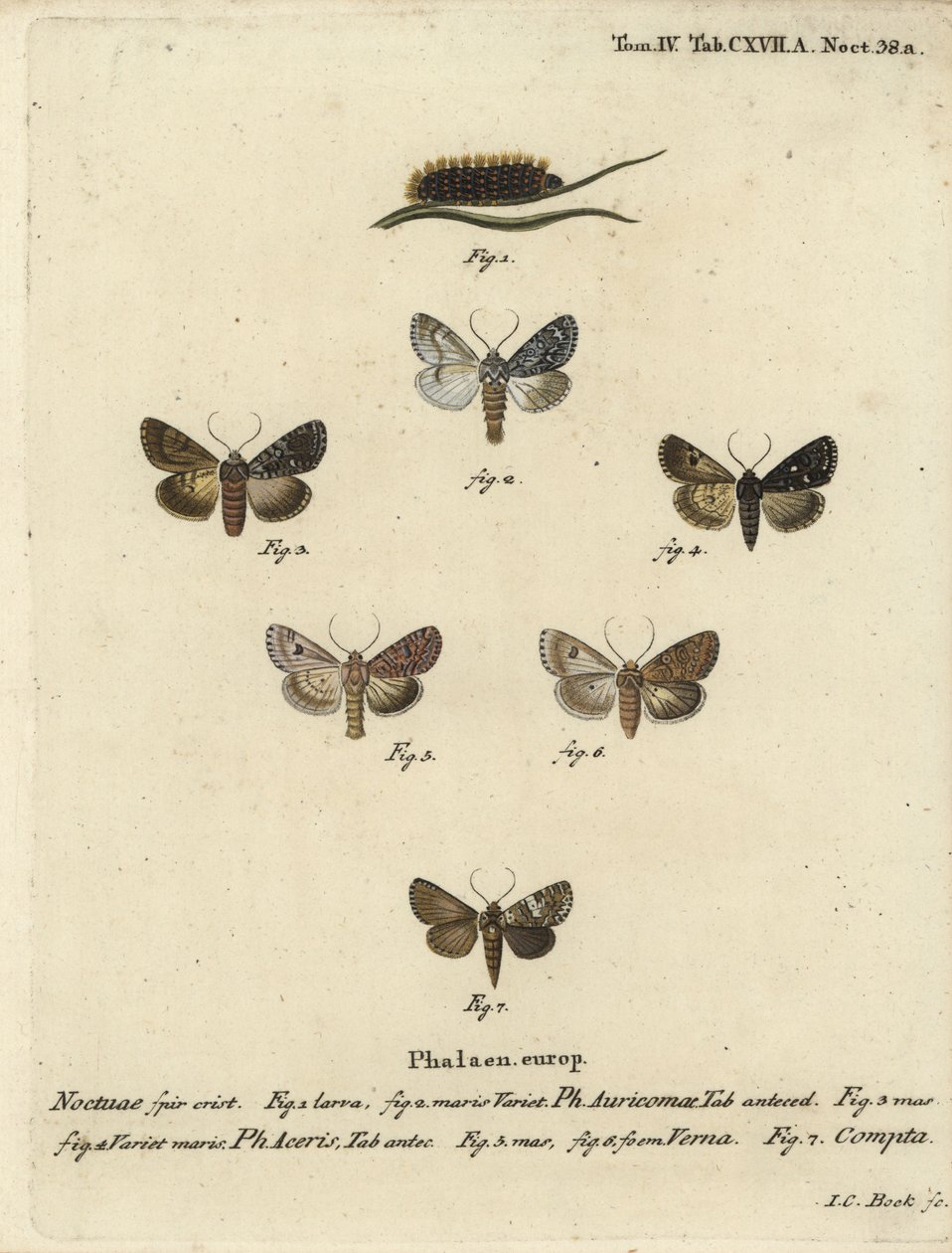 Rzadki sztylet, Acronicta auricoma 1-3, jawor ćma, Acronicta aceris, ćma gałka muszkatołowa 4,5, Hadula trifolii 6 i zróżnicowana korona, Hadena compta 7. Ręcznie barwiony miedzioryt Johanna Carla Bocka wg Die Schmetterling Eugeniusa Johanna Christopha Esp autorstwa Johann Carl Bock