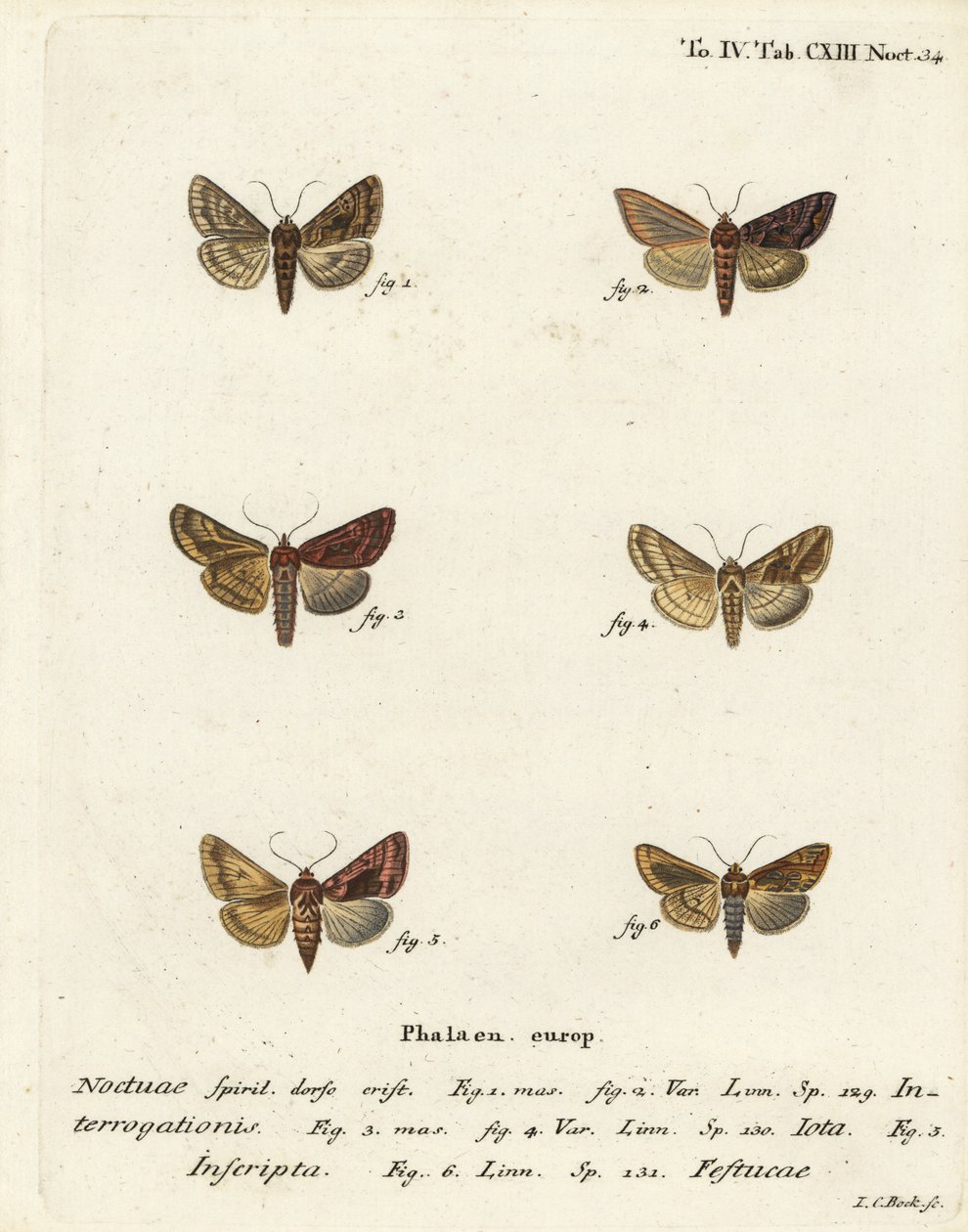 Srebro rzadkie Y, Syngrapha interrogationis 1,2, Y gładkie złote, Autographa jota 3-5, plamka złota, Plusia festucae 6. Miedzioryt miedziorytowany ręcznie kolorowany wg Johanna Christopha Espera wg Eugeniusa Motyle na ilustracjach wg nat autorstwa Johann Carl Bock