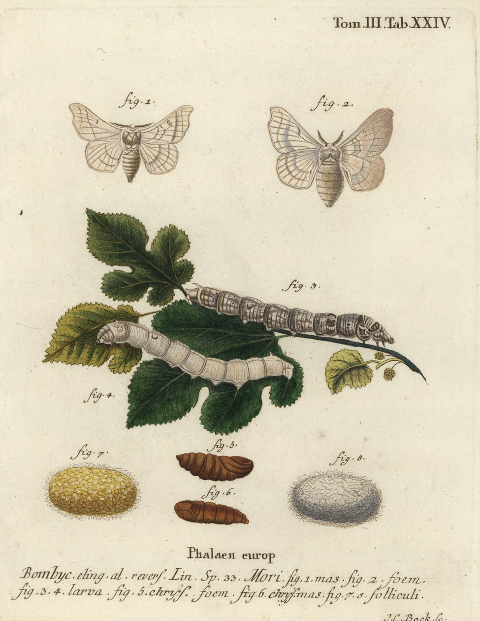Jedwabnik, Bombyx mori. autorstwa Johann Carl Bock