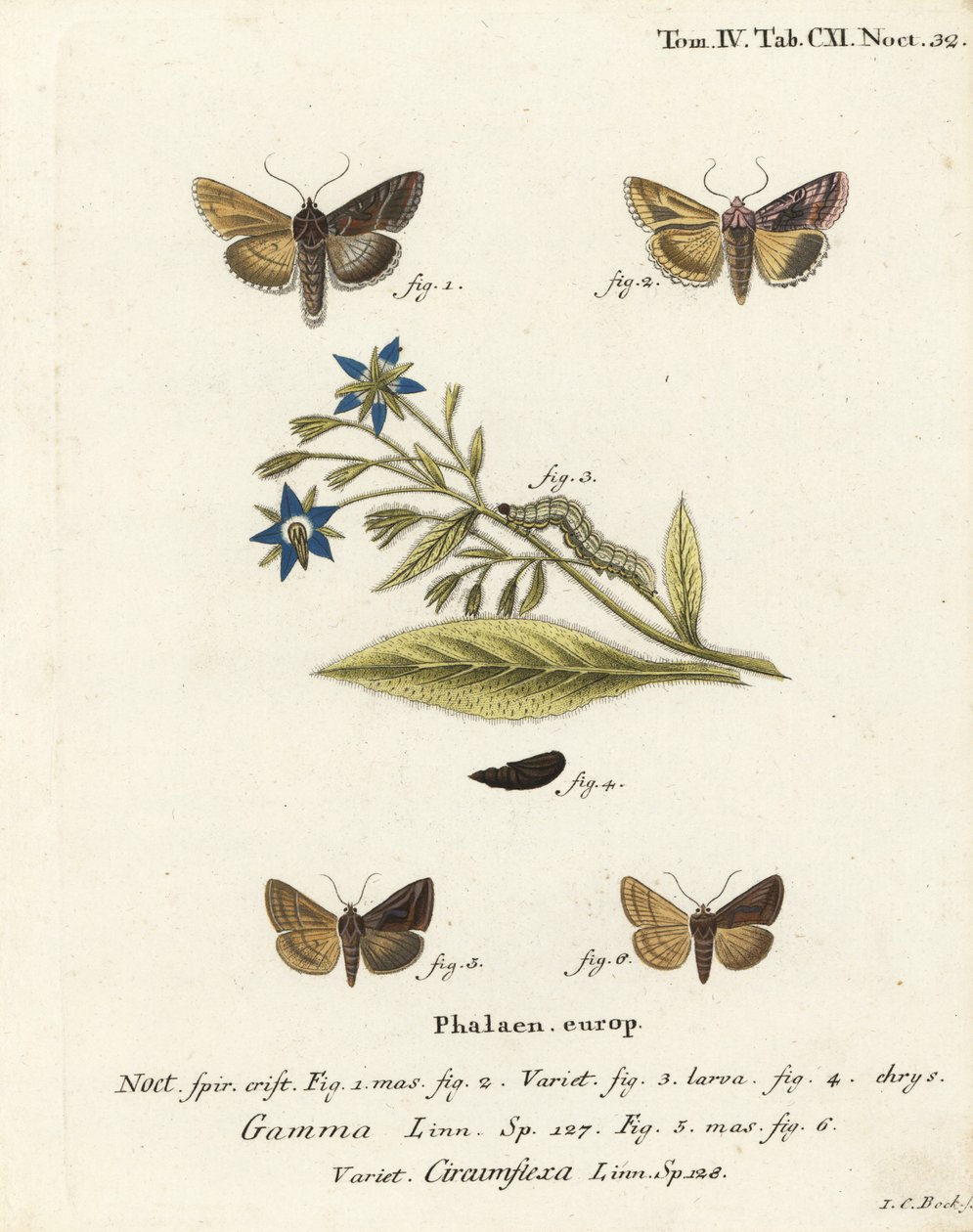 Silver Y moth, Autographa gamma 1-4 i Essex Y moth, Cornutiplusia circumflexa 5,6. Ręcznie barwiony miedzioryt Johanna Carla Bocka wg Eugeniusa Johanna Christopha Espera Motyle w ilustracjach z natury, Erlangen autorstwa Johann Carl Bock