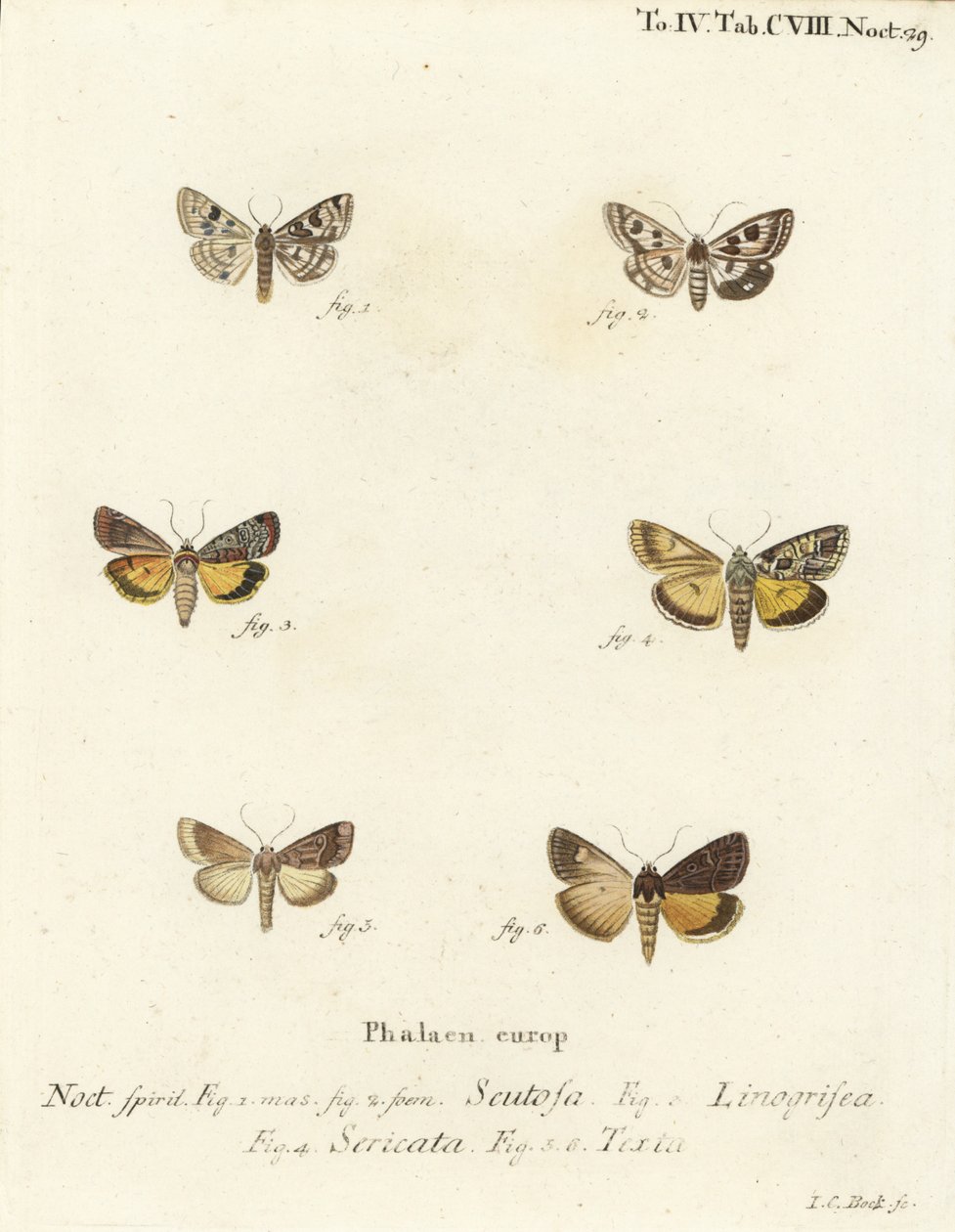Koniczyna plamista, Schinia scutosa 1,2, Epilecta linogrisea 3, podskrzydło Guernsey, Polyphaenis sericata 4 i podskrzydło słomy, Thalpophila matura 5,6. Ręcznie barwiony miedzioryt autorstwa Johanna Carla Bocka wg Die Schmette Eugeniusa Johanna Christopha autorstwa Johann Carl Bock