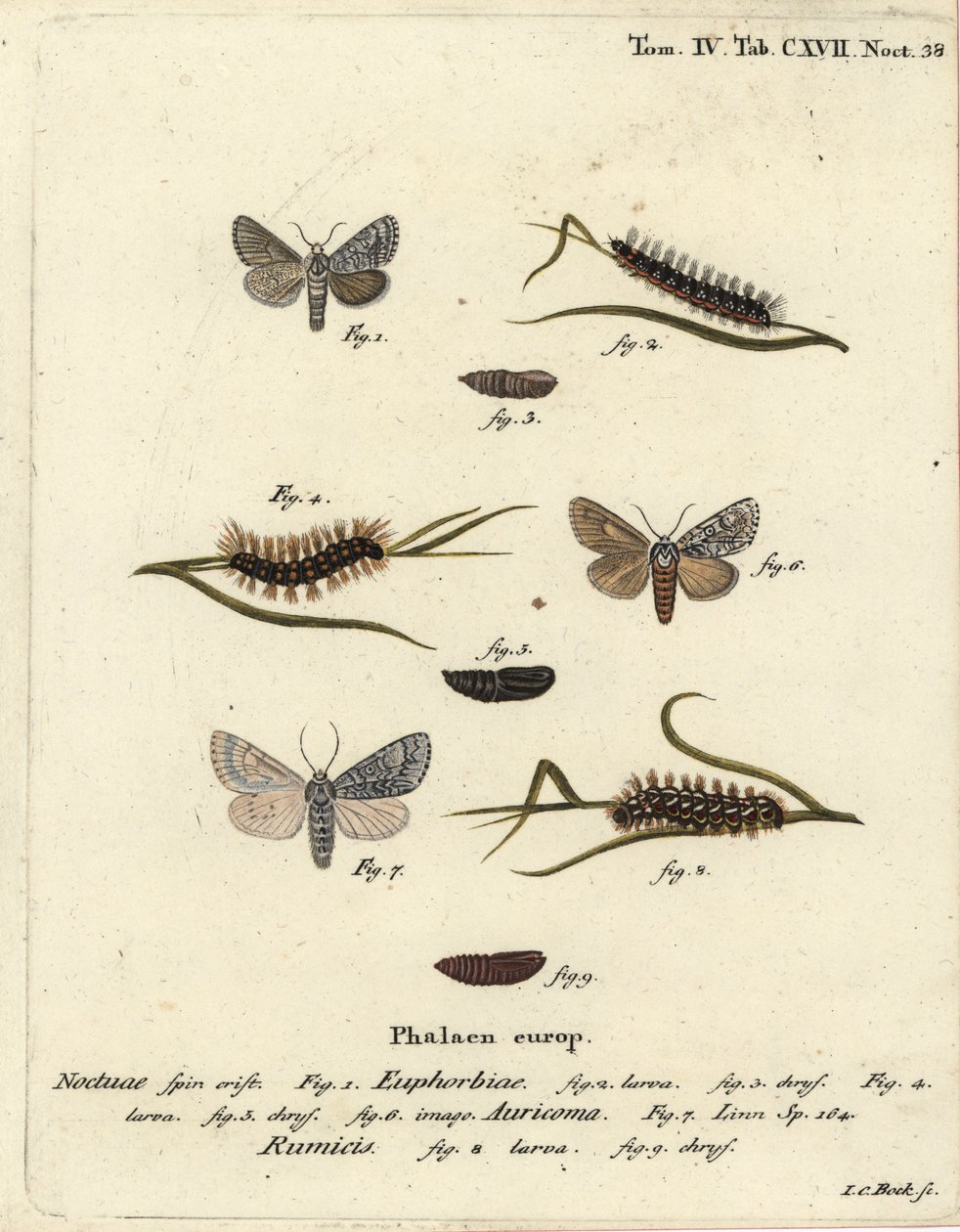 ćma wichura Acronicta euphorbiae 1-5, sztylet rzadki, ćma Acronicta auricoma 6 i ćma sękaczowata Acronicta rumicis 7-9. Ręcznie barwiony miedzioryt Johanna Carla Bocka wg Die Schmetterlinge Eugeniusa Johanna Christopha Espera w Abbildungen nac autorstwa Johann Carl Bock