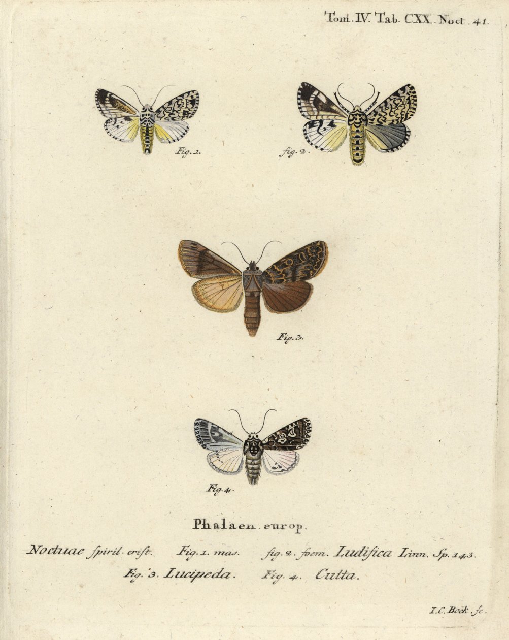 Trichosea ludifica 1,2, południowy rustykalny, Rhyacia lucipeta 3 i Lamprosticta culta 4. Ręcznie barwiony miedzioryt Johanna Carla Bocka wg Eugeniusa Johanna Christopha Espera Motyle w ilustracjach według natury, Erlangen autorstwa Johann Carl Bock