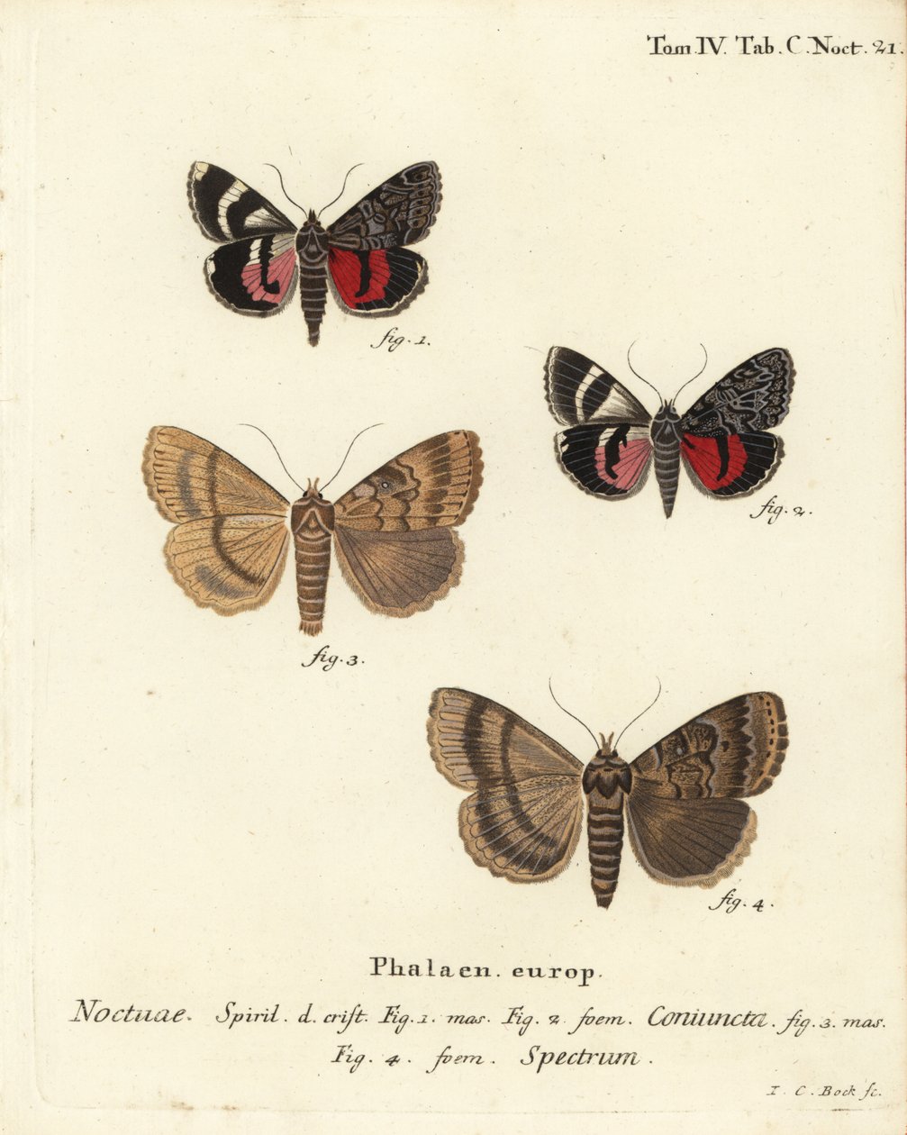 Ćma podskrzydłowa, Catocala coniuncata 1,2 i Apopestes spectrum 3,4. Noctuae połączone, Noctuae spectre. Ręcznie barwiony miedzioryt Johanna Carla Bocka wg Die Schmetterlinge Eugeniusa Johanna Christopha Espera w Abbildungen nach der Natur, Erlangen autorstwa Johann Carl Bock
