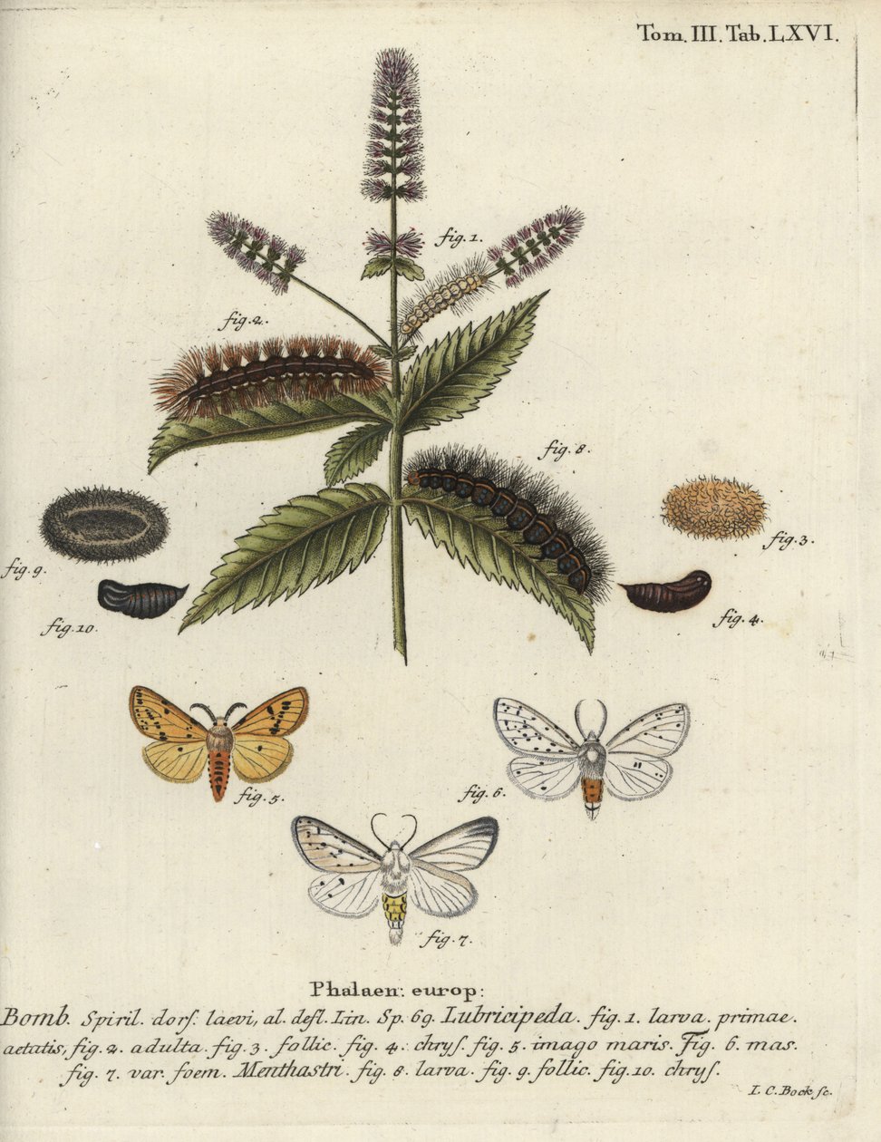 Gronostaj biały, Spilosoma lubricipeda. autorstwa Johann Carl Bock