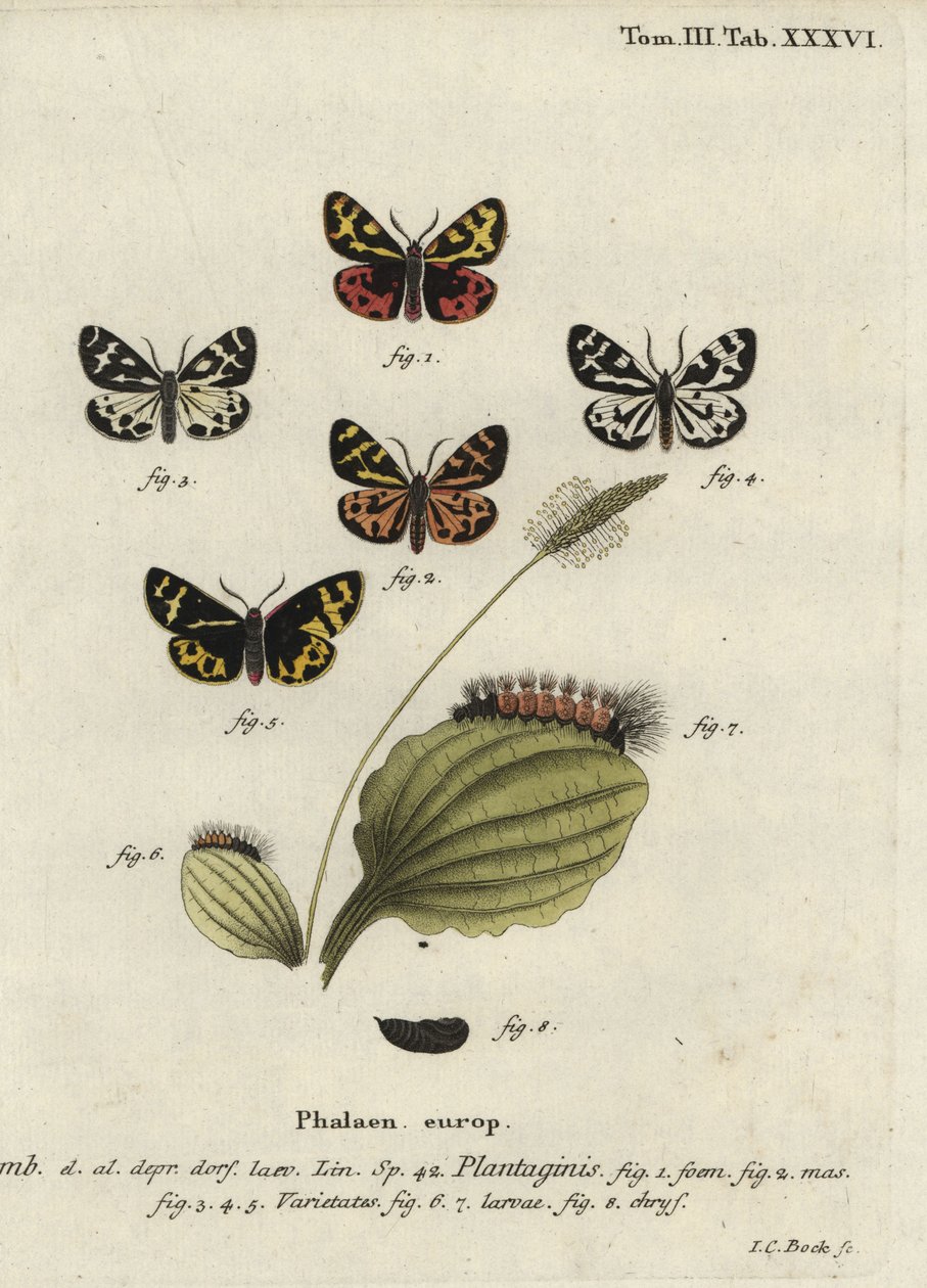 Ćma tygrysia, Parasemia plantaginis. autorstwa Johann Carl Bock