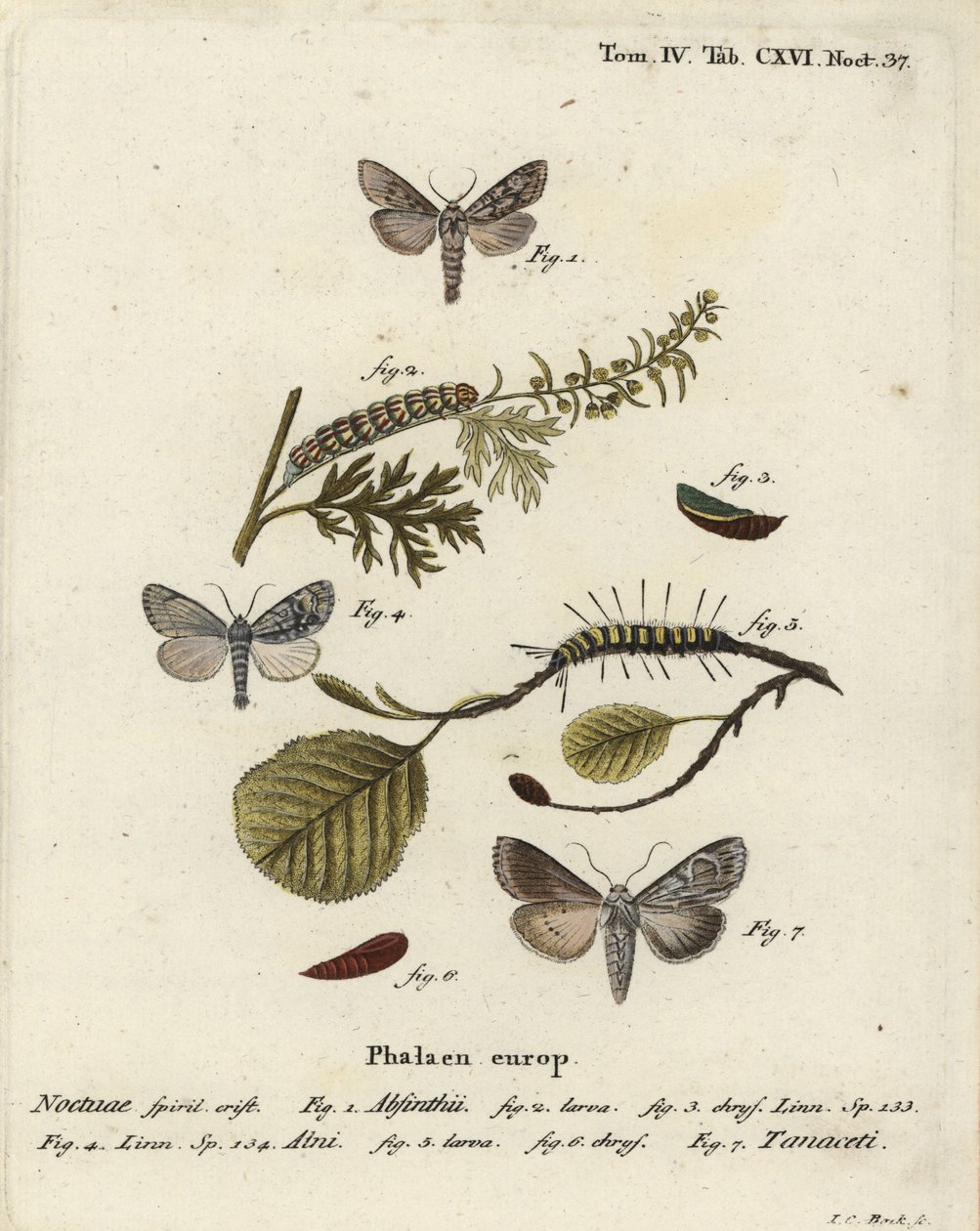 Piołun, Cucullia absinthii 1-3, olcha olsza, Acronicta alni 4-6, Cucullia tanaceti 7. Ręcznie barwiony miedzioryt Johanna Carla Bocka wg Eugeniusa Johanna Christopha Espera Motyle w ilustracjach według natury, Erlangen autorstwa Johann Carl Bock