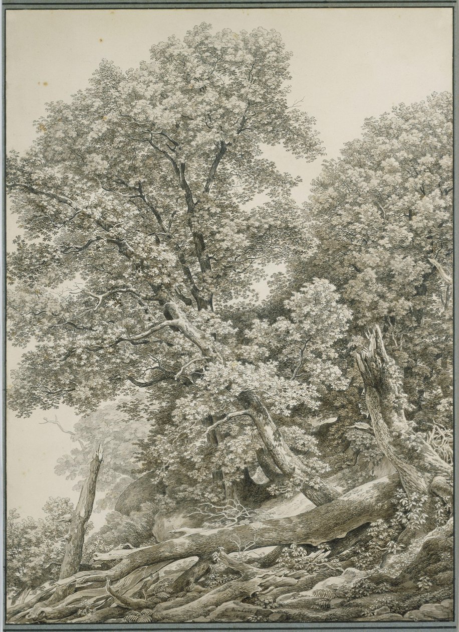 Duże studium drzewa autorstwa Johann Christian Reinhart